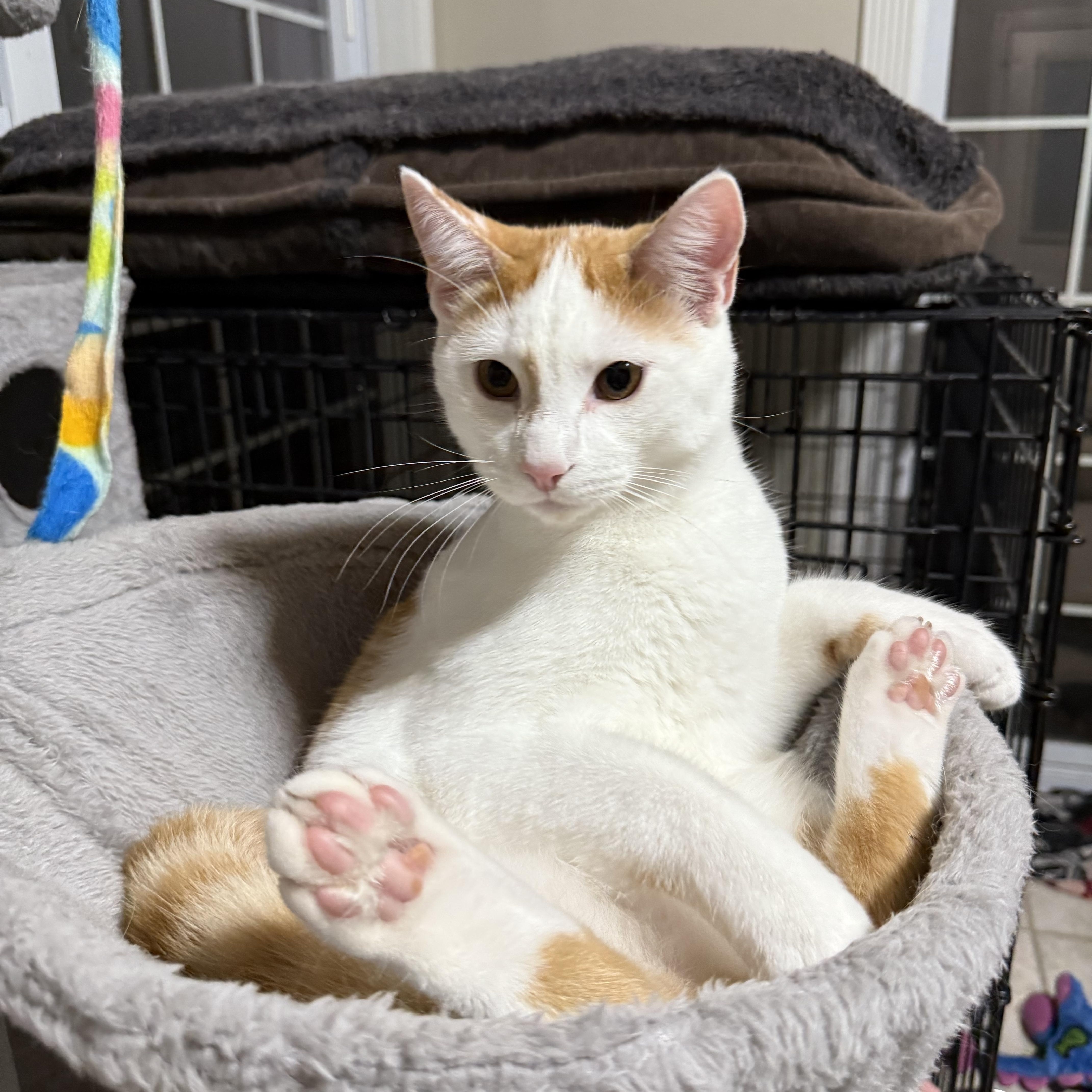 Fievel, a Adoptable Domestic Short Hair in Murray, KY image 2/4