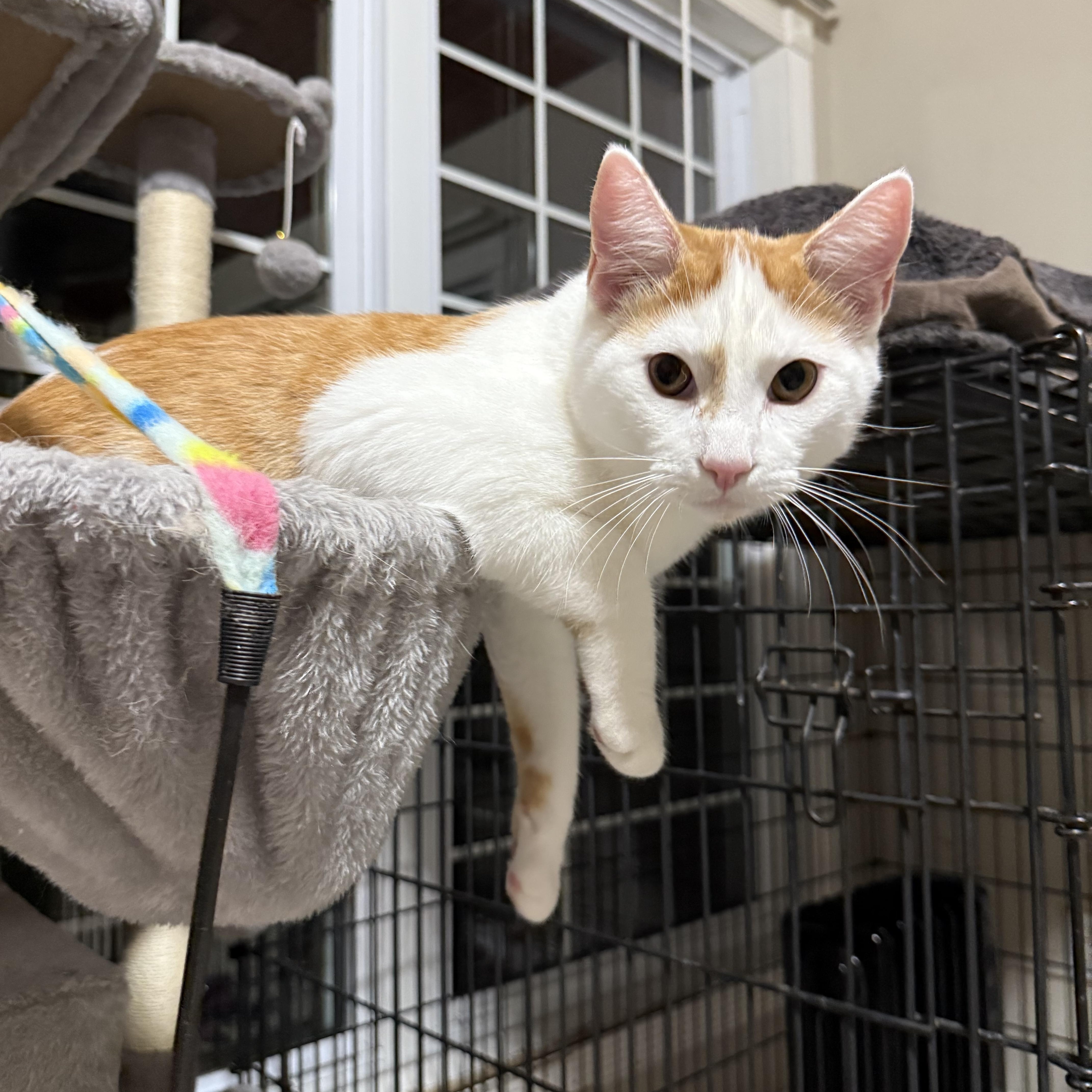 Fievel, a Adoptable Domestic Short Hair in Murray, KY image 3/4