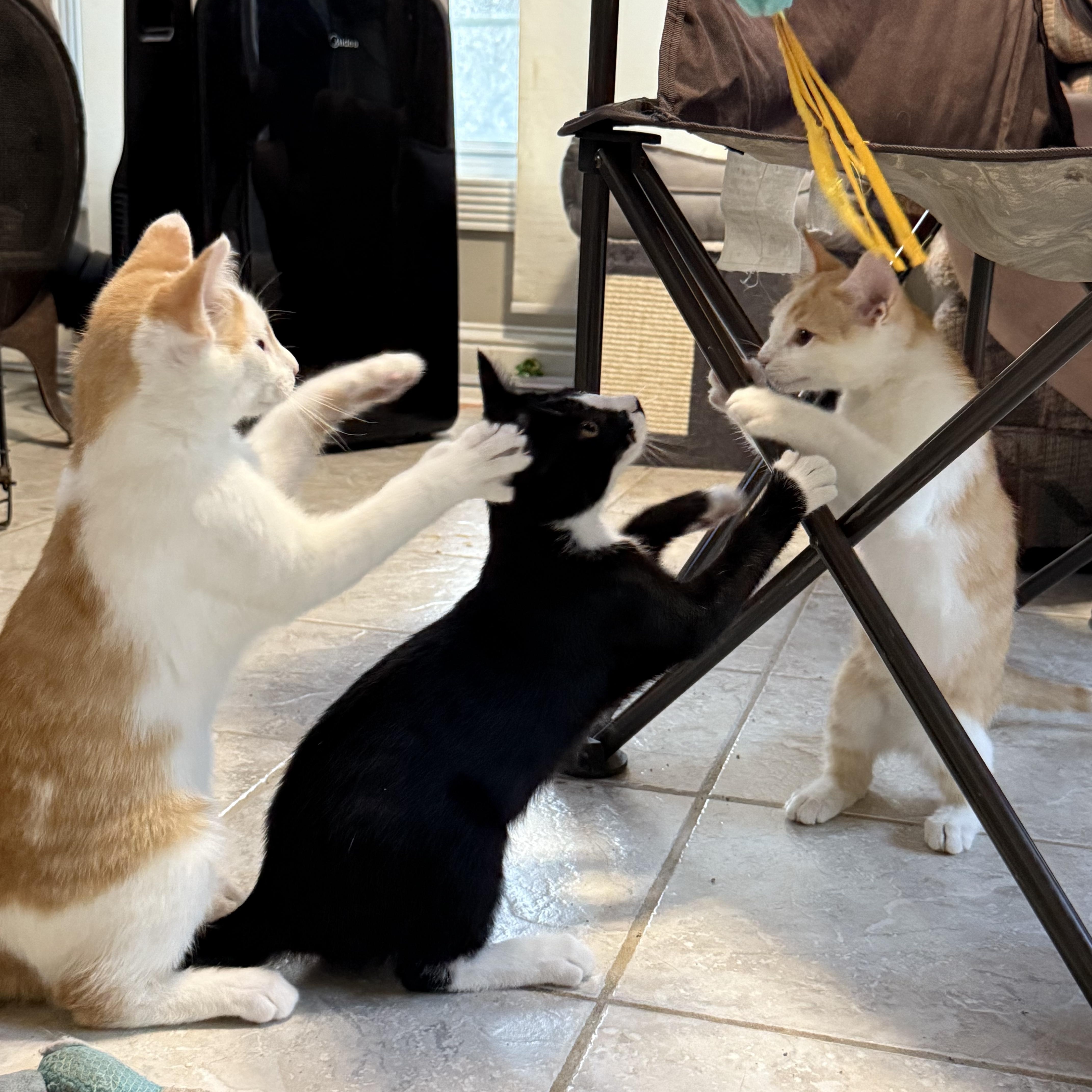 Fievel, a Adoptable Domestic Short Hair in Murray, KY image 4/4