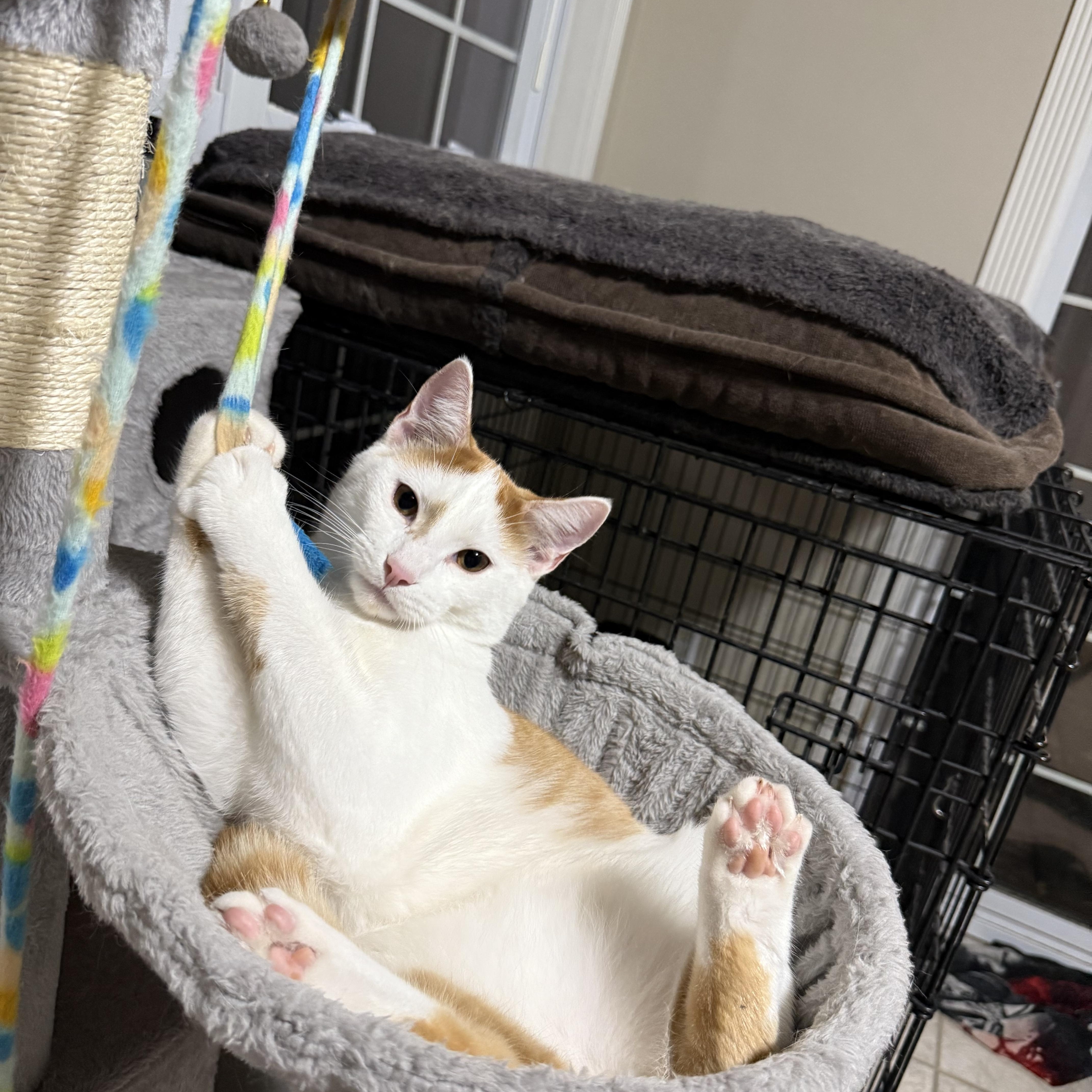 Fievel, a Adoptable Domestic Short Hair in Murray, KY image 1/4