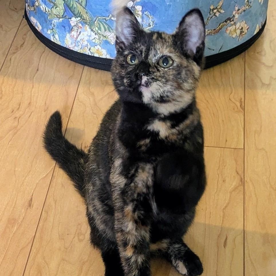 Possie, ADOPTABLE, Kitten Female Domestic Short Hair.