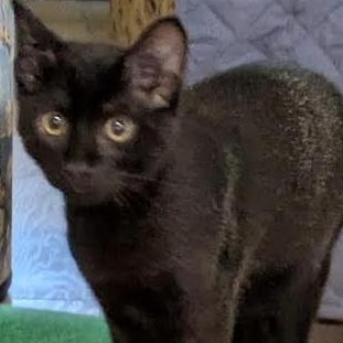 Enlarge Possie, a ADOPTABLE Domestic Short Hair in west Warwick, RI image 4/4