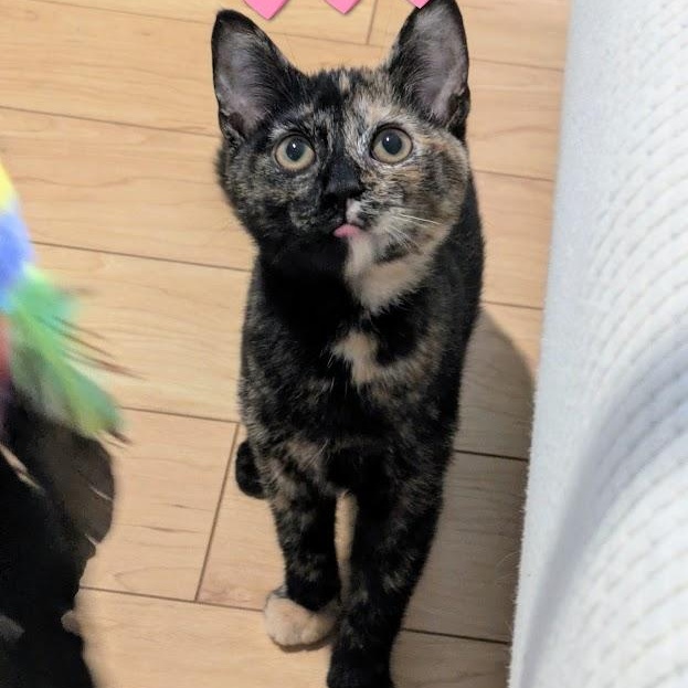 Enlarge Possie, a ADOPTABLE Domestic Short Hair in west Warwick, RI image 2/4