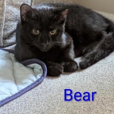 Enlarge Possie, a ADOPTABLE Domestic Short Hair in west Warwick, RI image 3/4