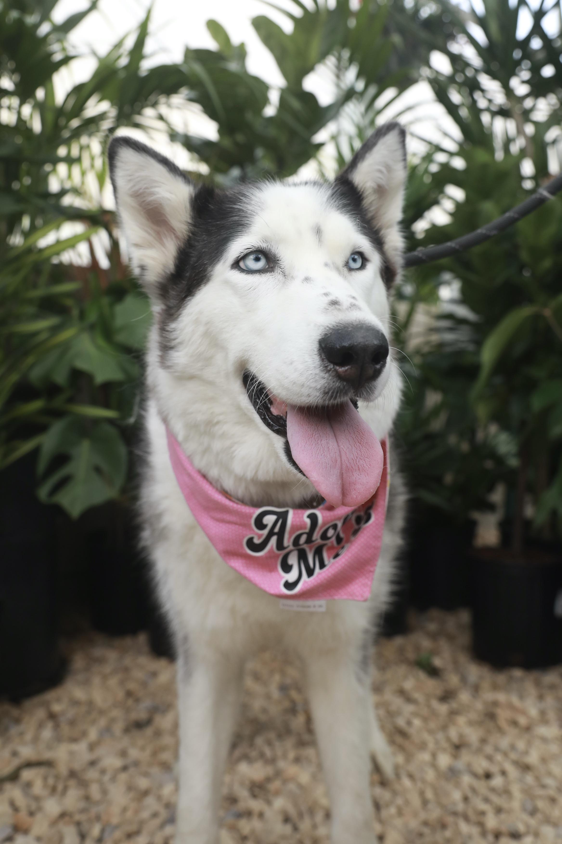 Lady Husky Dog