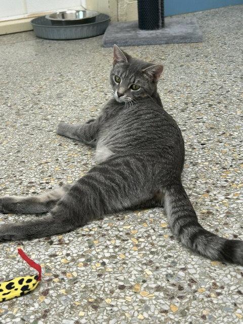 Winona, Adoptable, Young Female Domestic Short Hair & Tabby.