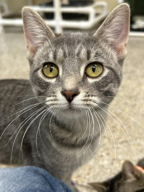 Enlarge Winona, a Adoptable mixed breed in Williamsburg, IA image 2/3