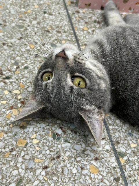 Enlarge Winona, a Adoptable mixed breed in Williamsburg, IA image 3/3