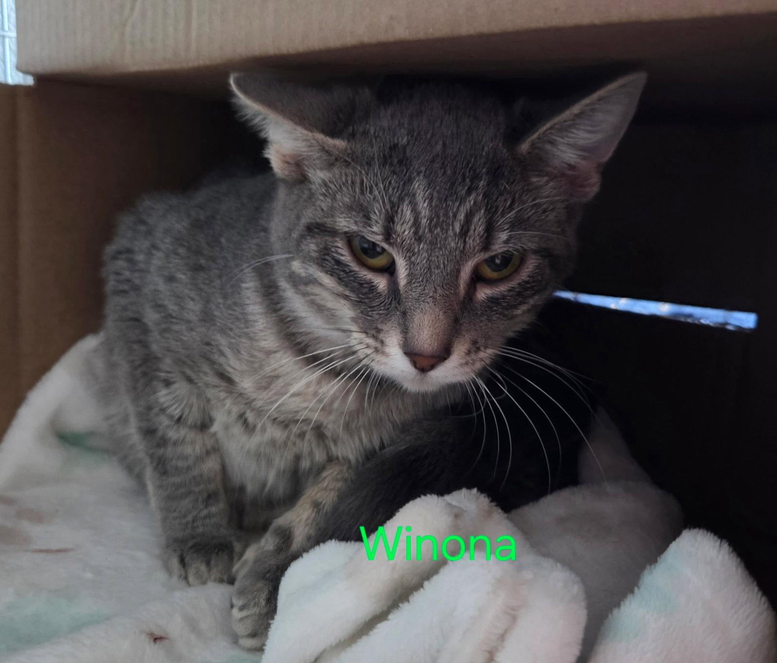 Enlarge Winona (Available est 6/4/26), a Adoptable mixed breed in Williamsburg, IA image 1/1