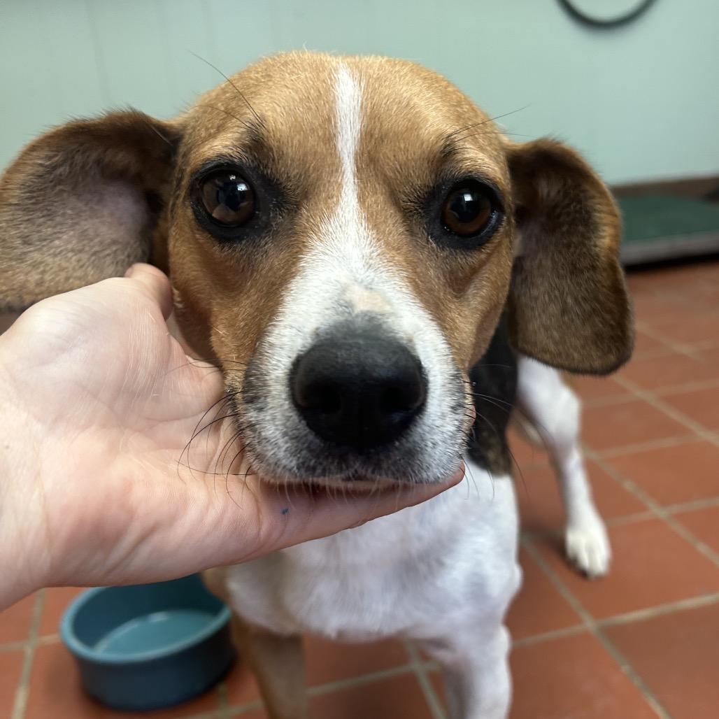 Violet, Adoptable, Adult Female Beagle & Mixed Breed.