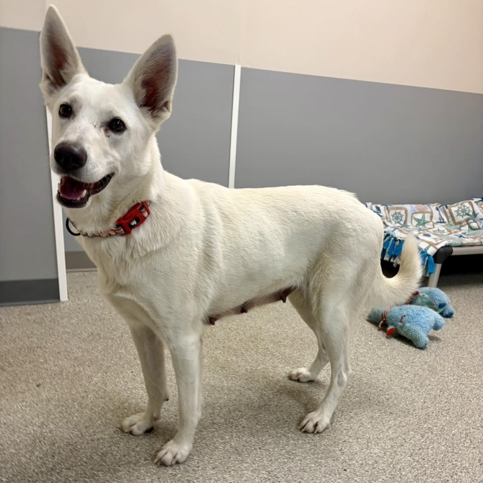 Enlarge Nova, a ADOPTABLE White German Shepherd in Whitehall, PA image 2/3