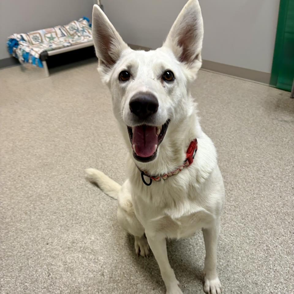 Enlarge Nova, a ADOPTABLE White German Shepherd in Whitehall, PA image 1/3