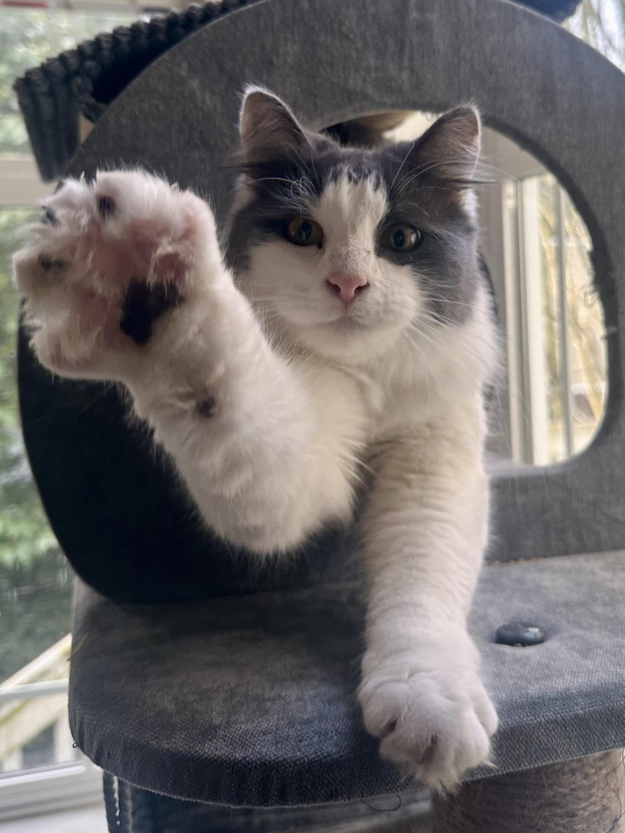 Fluffy, an adopted Domestic Long Hair in Woodinville, WA image 1/5