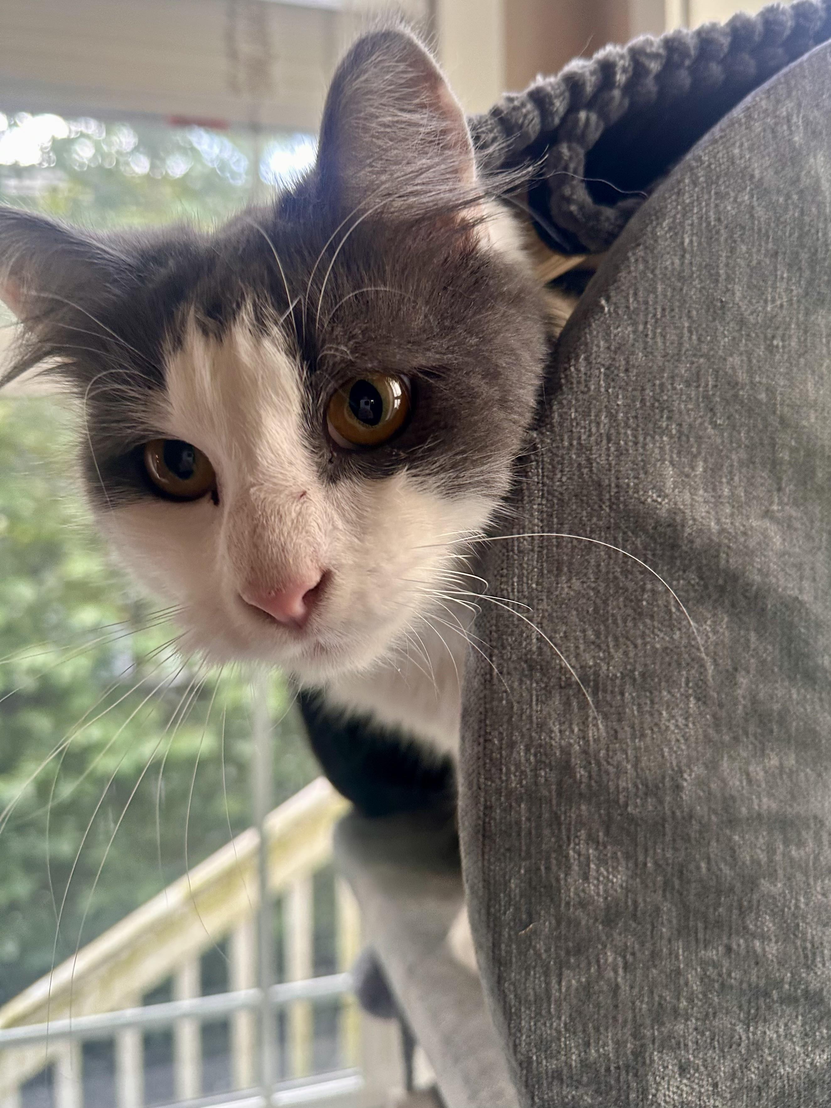 Fluffy, an adopted Domestic Long Hair in Woodinville, WA image 4/5