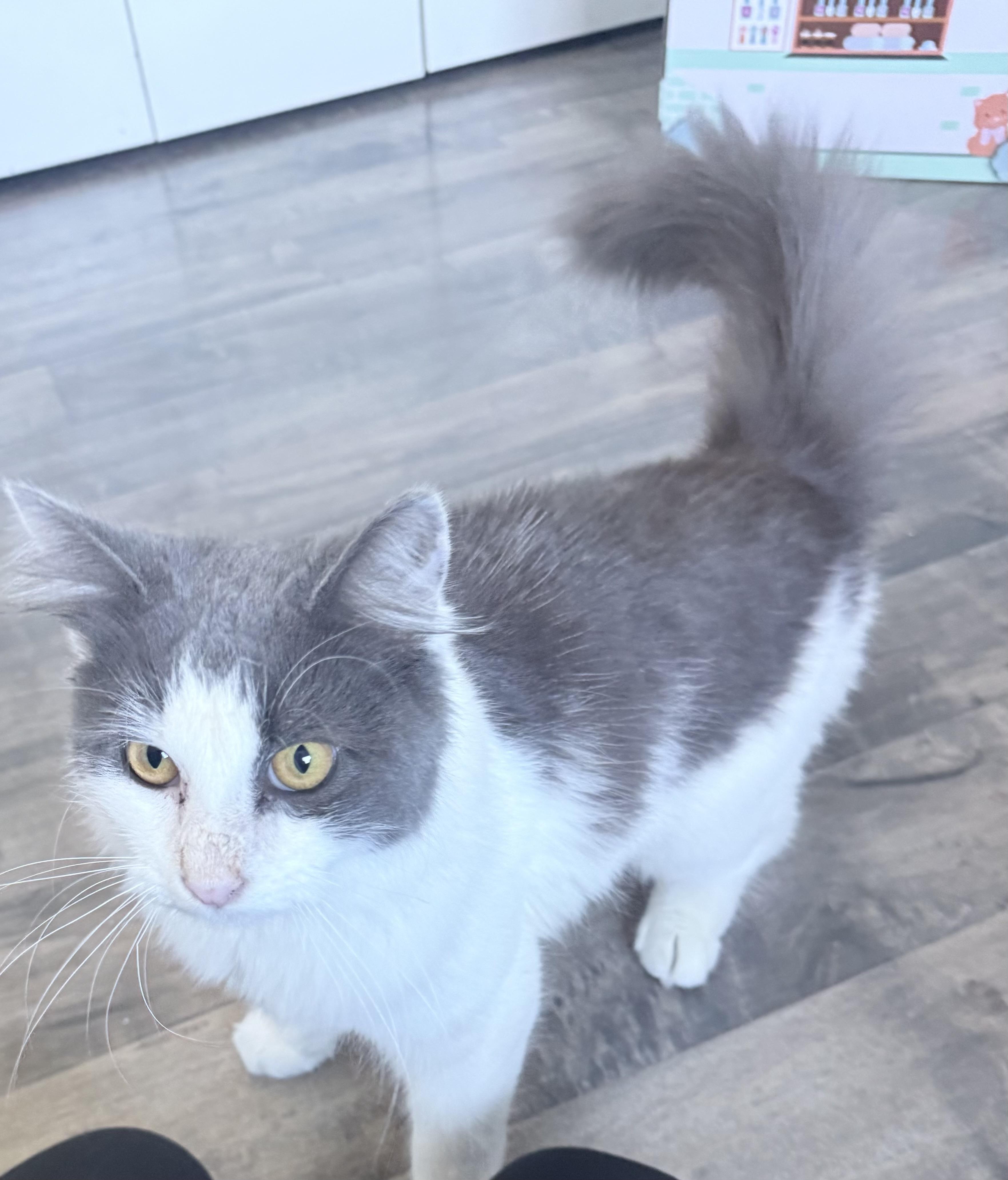 Fluffy, an adopted Domestic Long Hair in Woodinville, WA image 2/5