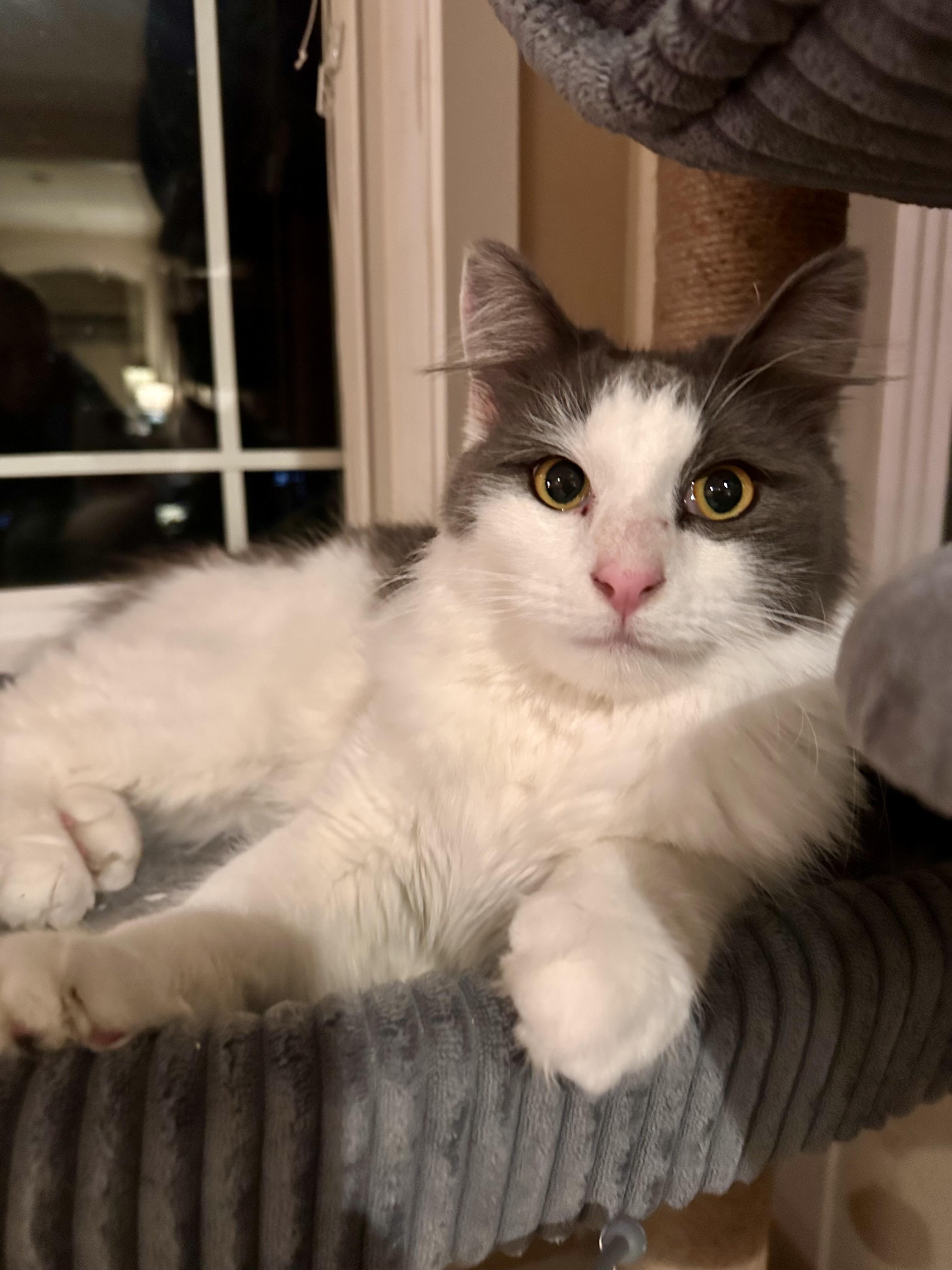 Fluffy, an adopted Domestic Long Hair in Woodinville, WA image 3/5