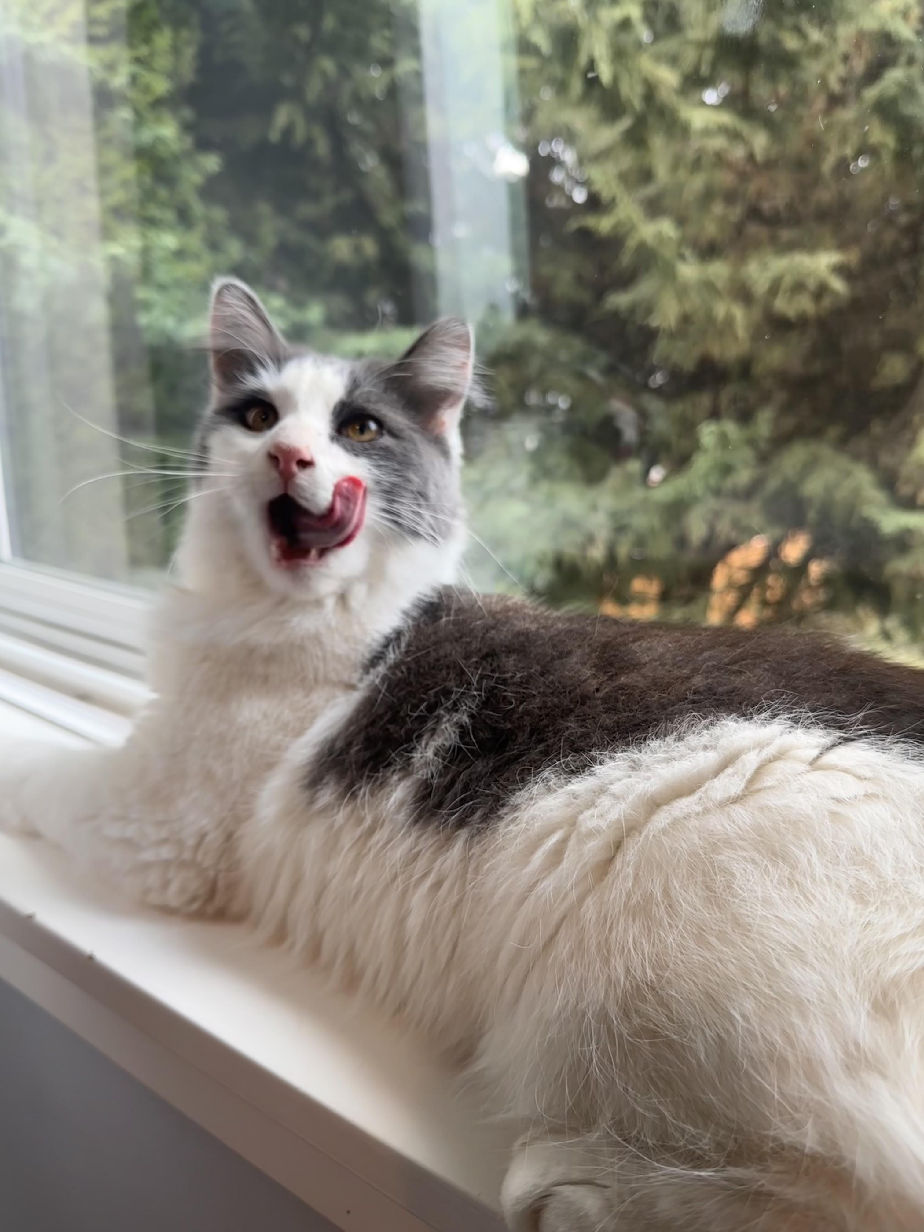 Fluffy, an adopted Domestic Long Hair in Woodinville, WA image 5/5