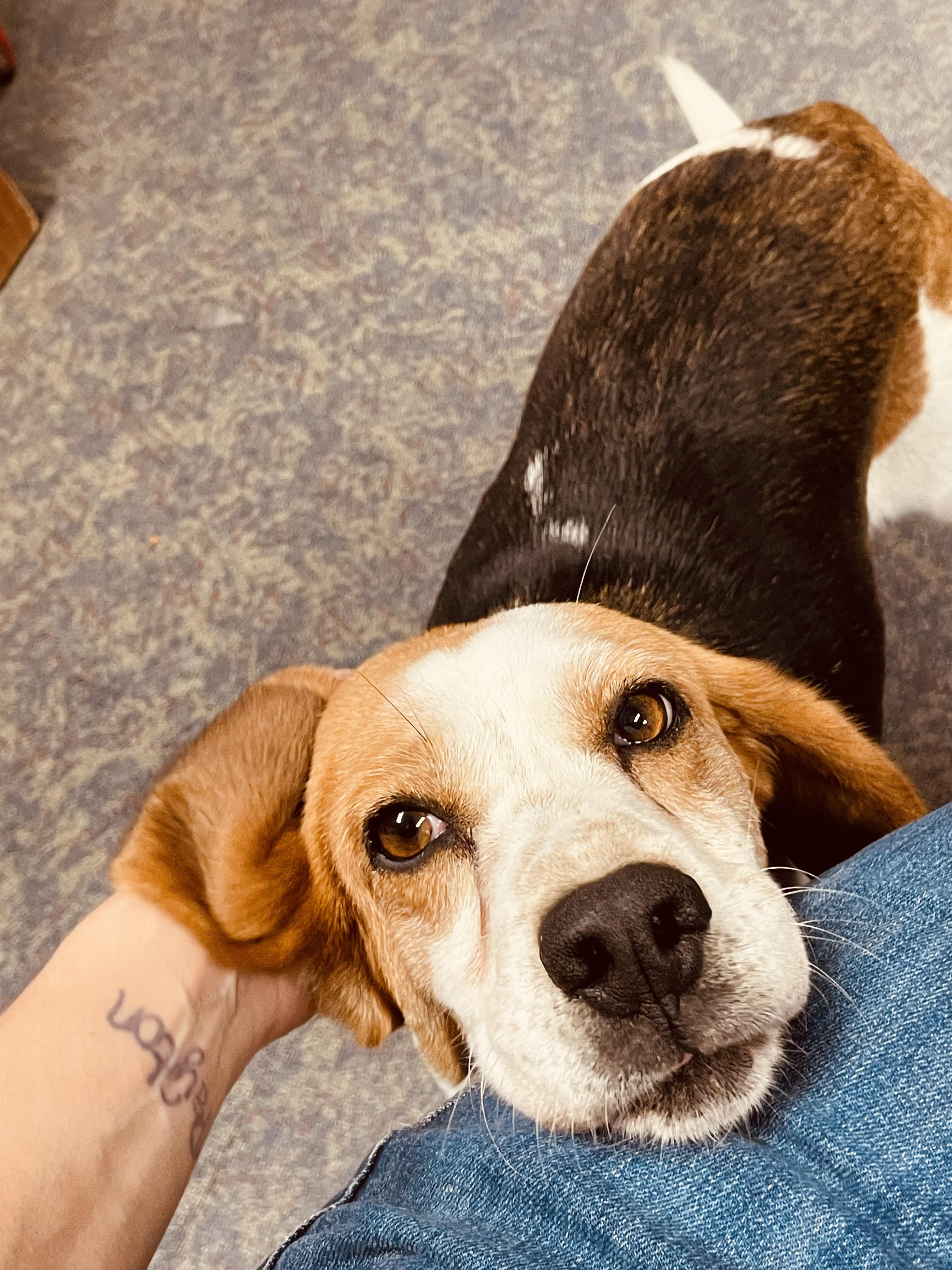 Willow, ADOPTABLE, Adult Female Beagle.