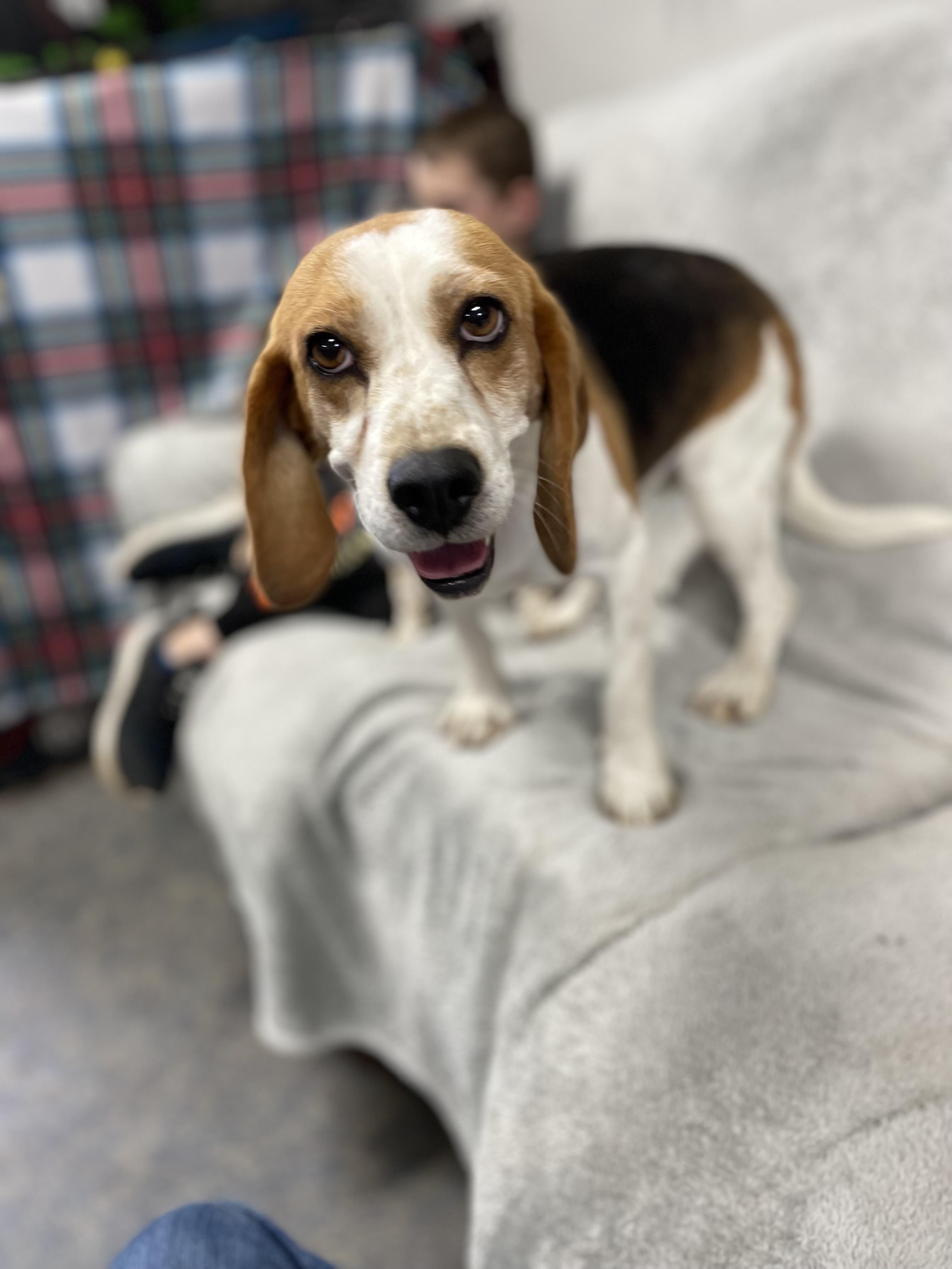 Enlarge Willow, a ADOPTABLE Beagle in Blytheville, AR image 2/4