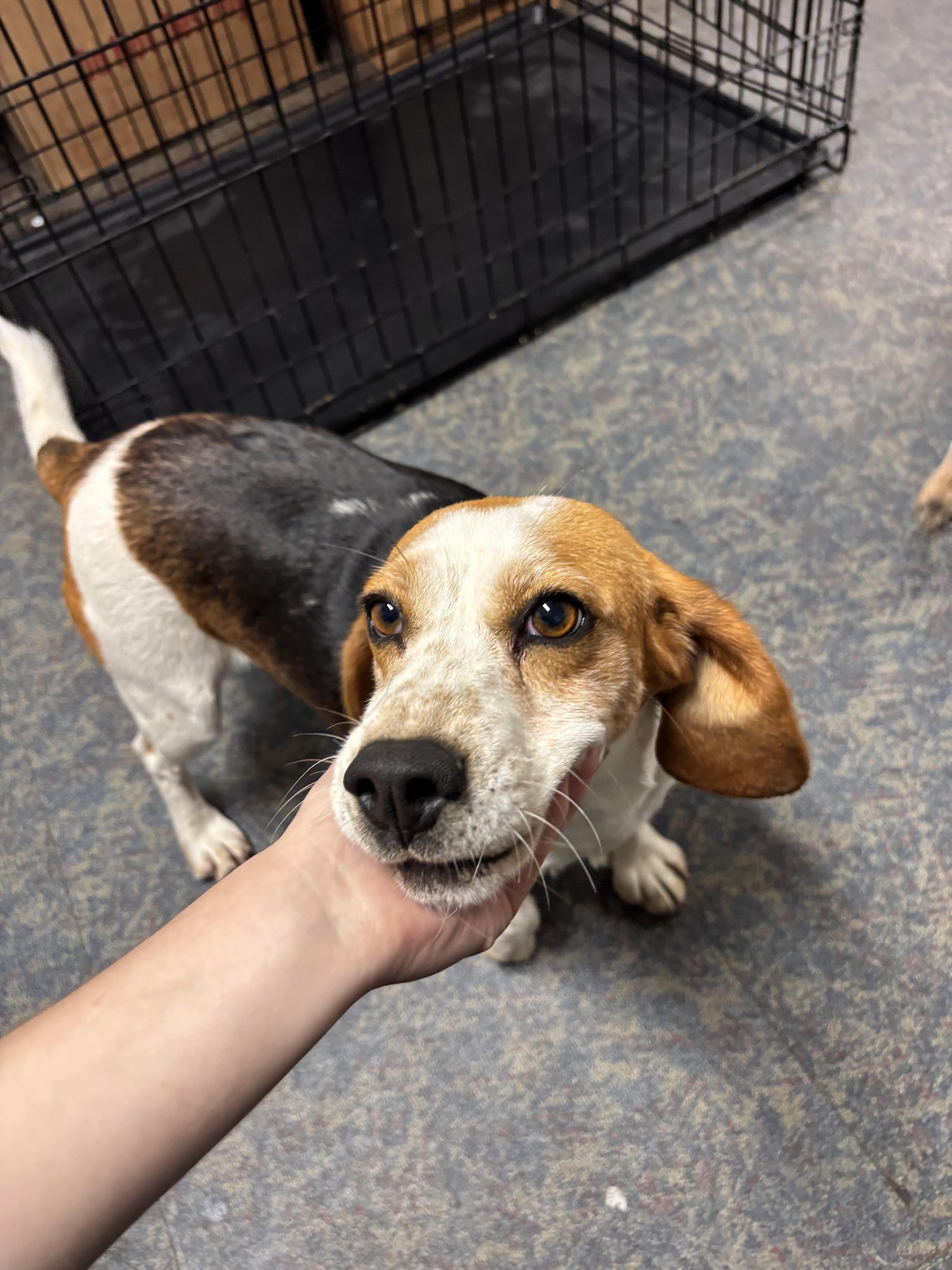 Enlarge Willow, a ADOPTABLE Beagle in Blytheville, AR image 3/4