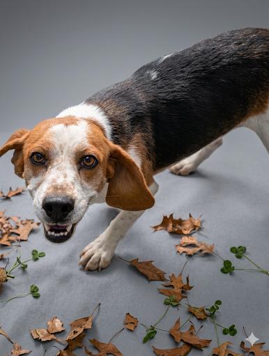 Enlarge Willow, a ADOPTABLE Beagle in Blytheville, AR image 3/3