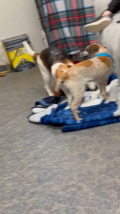 Enlarge Willow, a ADOPTABLE Beagle in Blytheville, AR video 4/4