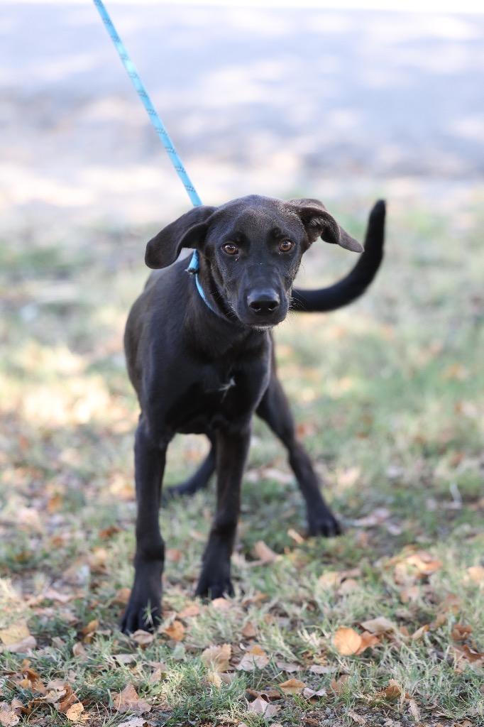 Louie, Adoptable, Puppy Male Border Collie & Mixed Breed.