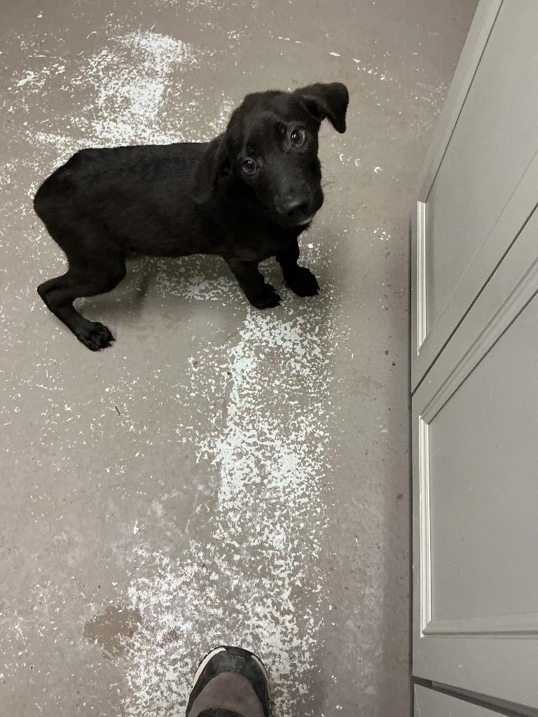 Enlarge Louie, a Adoptable mixed breed in Dyersburg, TN image 2/4