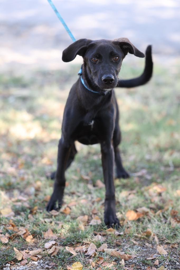 Enlarge Louie, a Adoptable mixed breed in Dyersburg, TN image 3/4