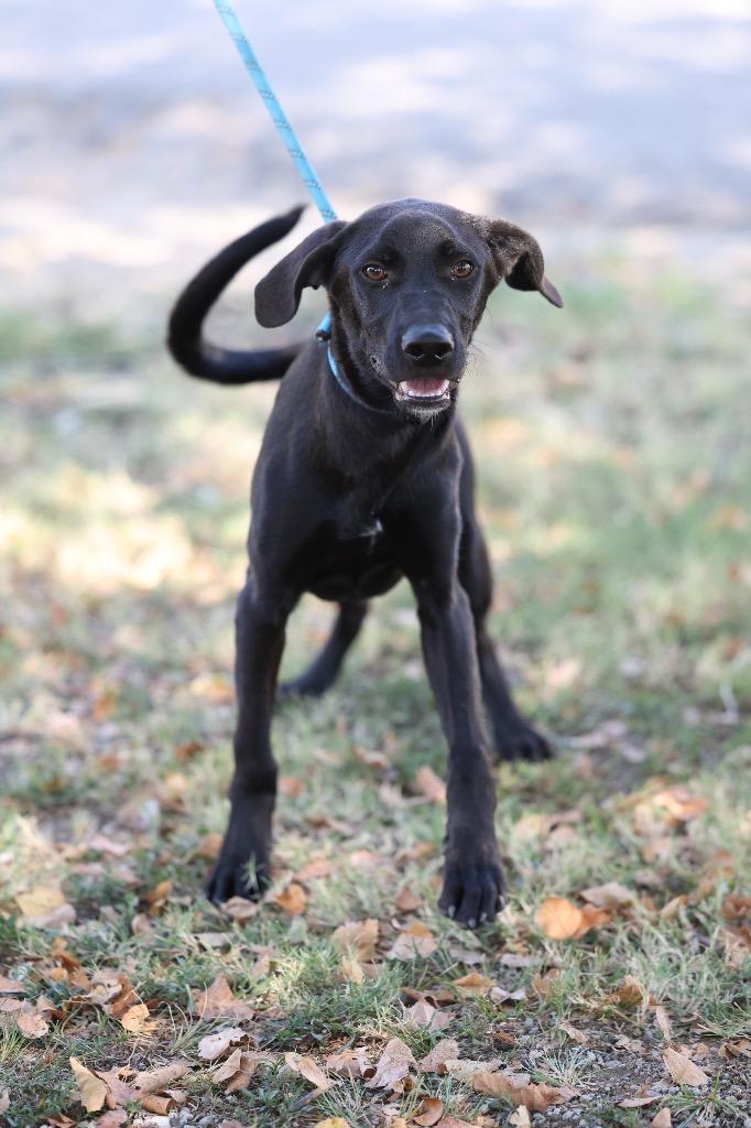 Enlarge Louie, a Adoptable mixed breed in Dyersburg, TN image 4/4