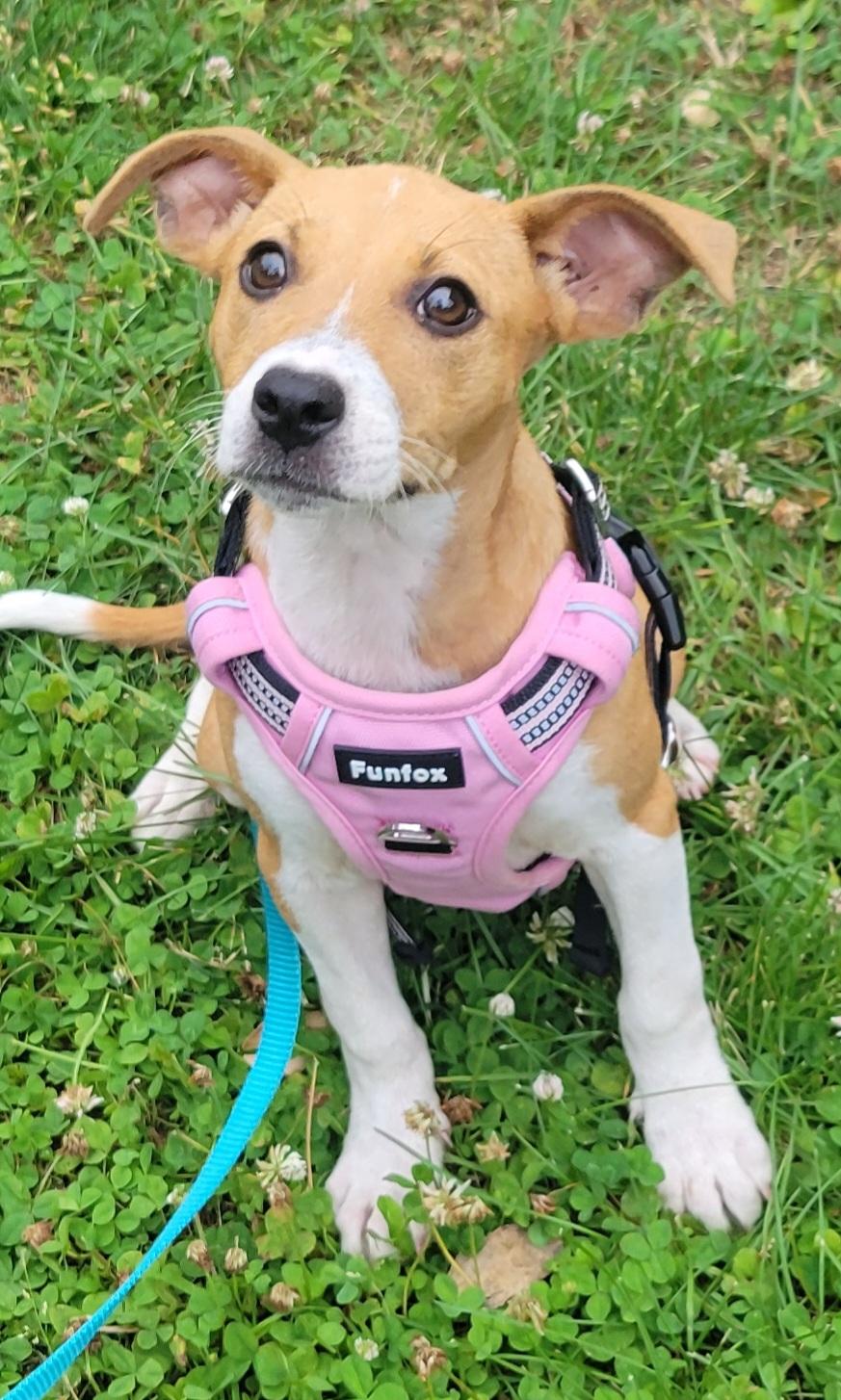 Abbie, an adopted mixed breed in Elwood, NJ image 1/5