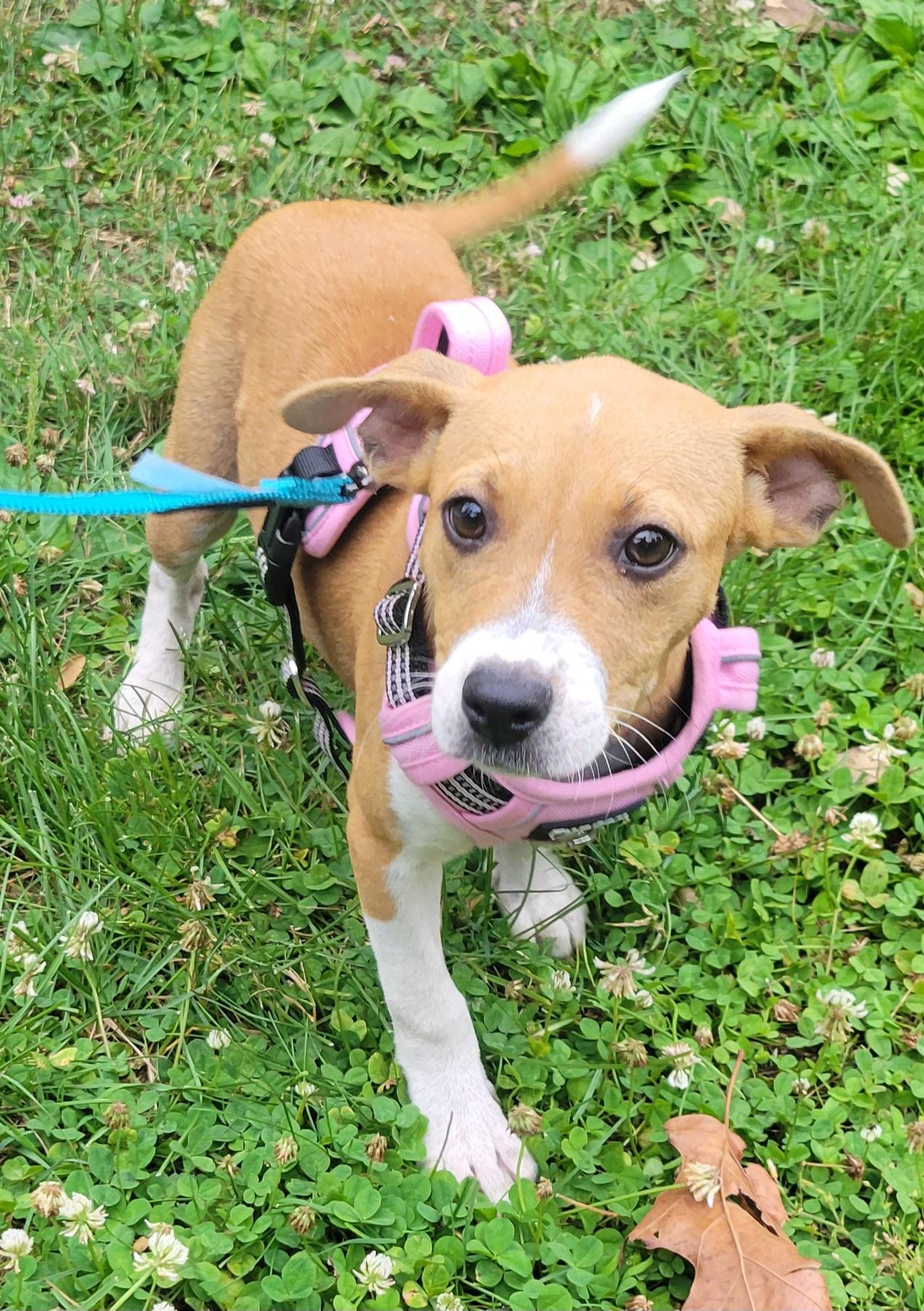 Abbie, an adopted mixed breed in Elwood, NJ image 4/5