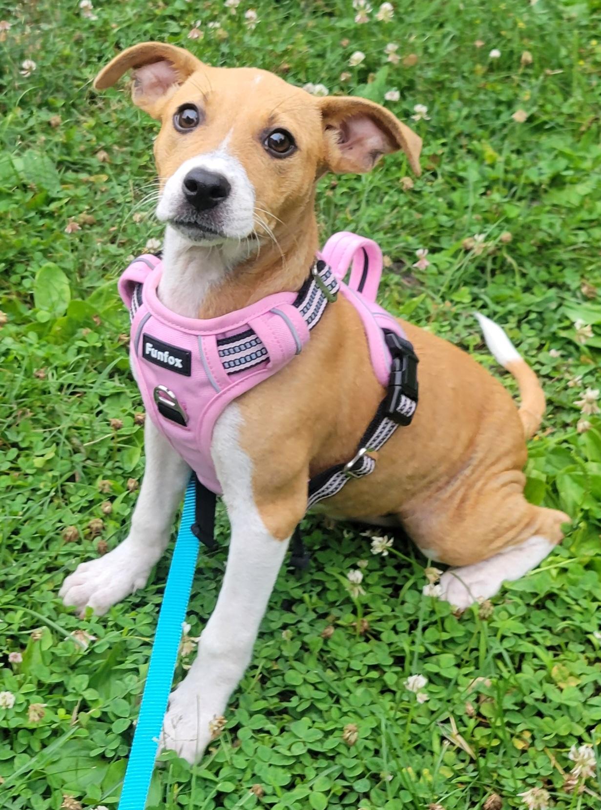Abbie, an adopted mixed breed in Elwood, NJ image 2/5