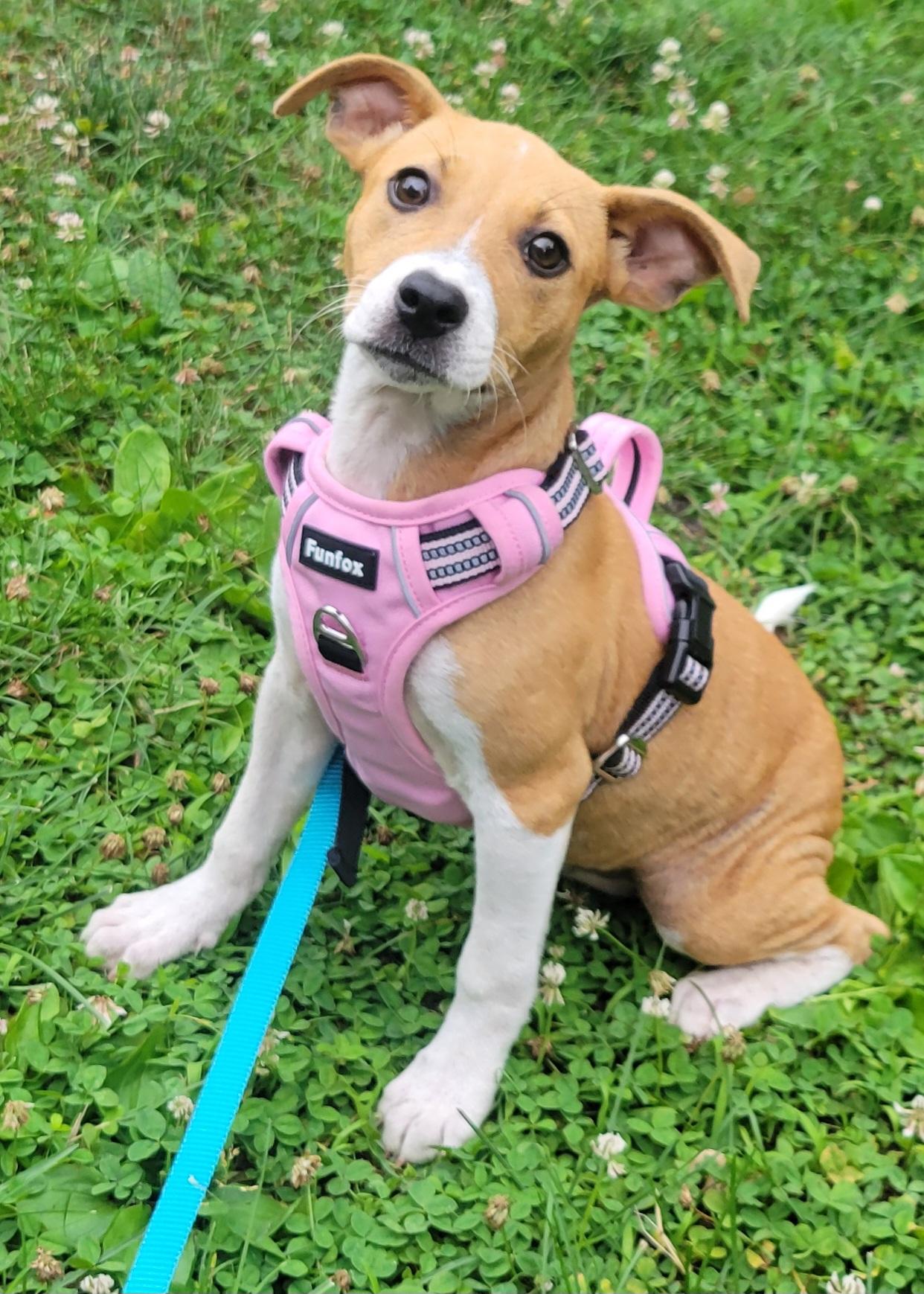 Abbie, an adopted mixed breed in Elwood, NJ image 3/5