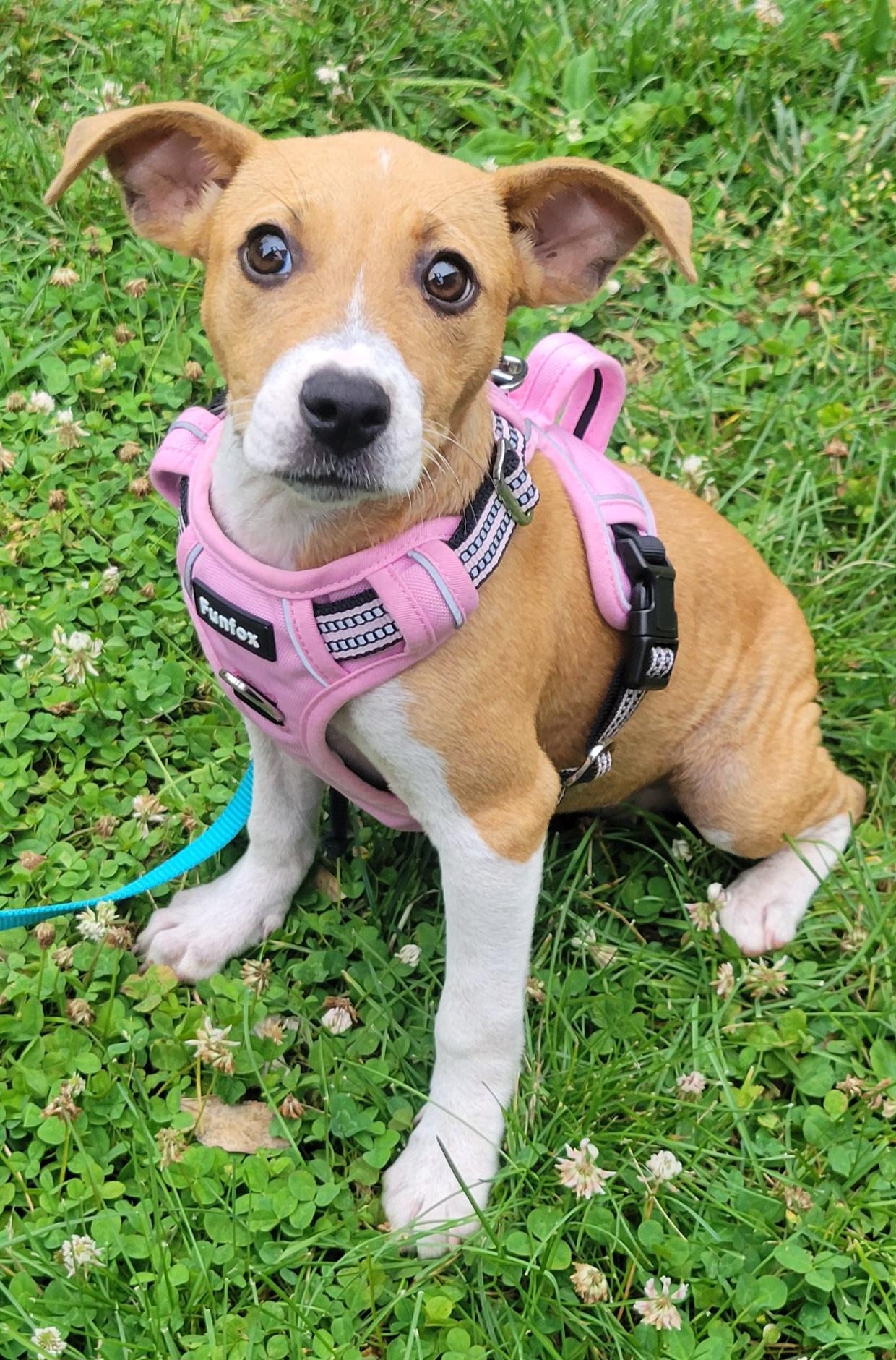 Abbie, an adopted mixed breed in Elwood, NJ image 5/5