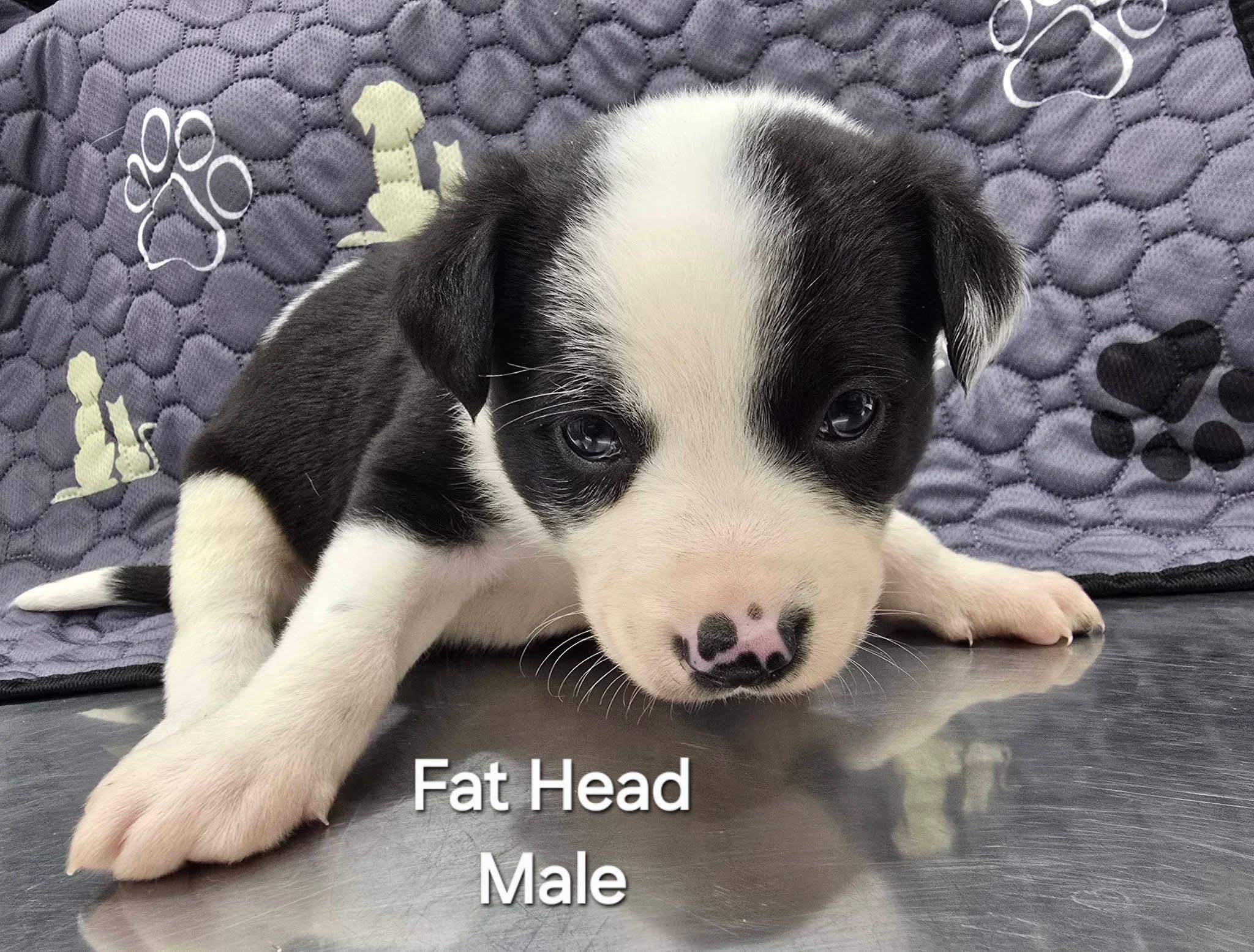Fat Head, an adopted mixed breed in Mingus, TX image 2/2