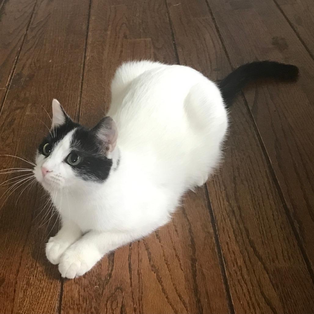 Figaro — thumbnail 2