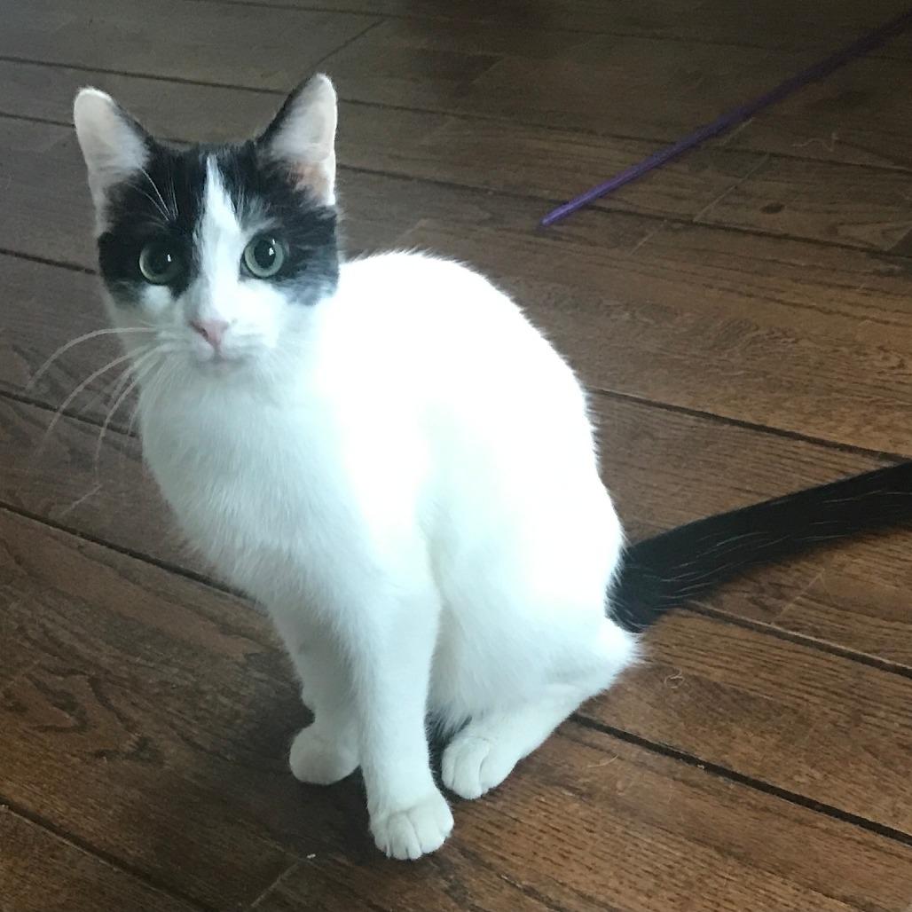 Figaro — thumbnail 3