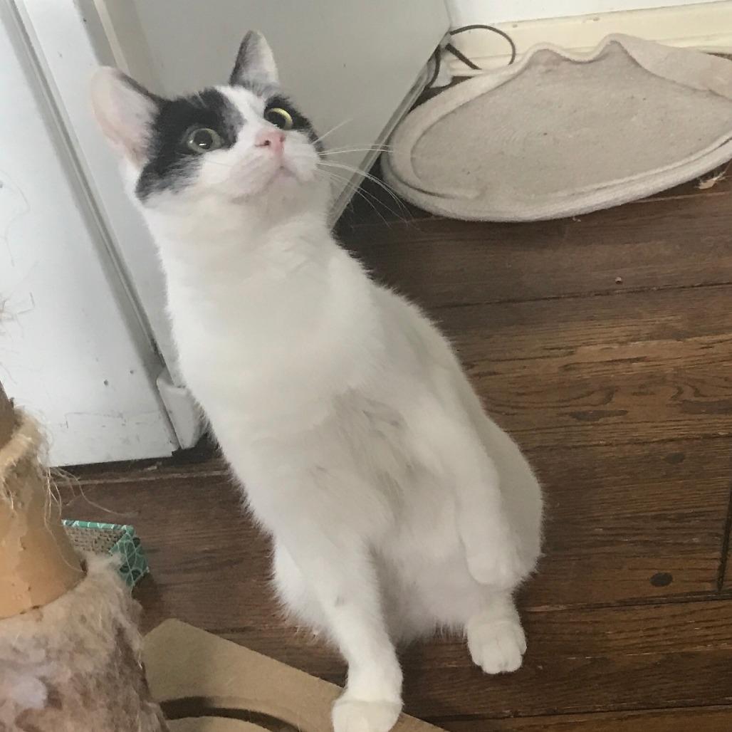 Figaro — thumbnail 4