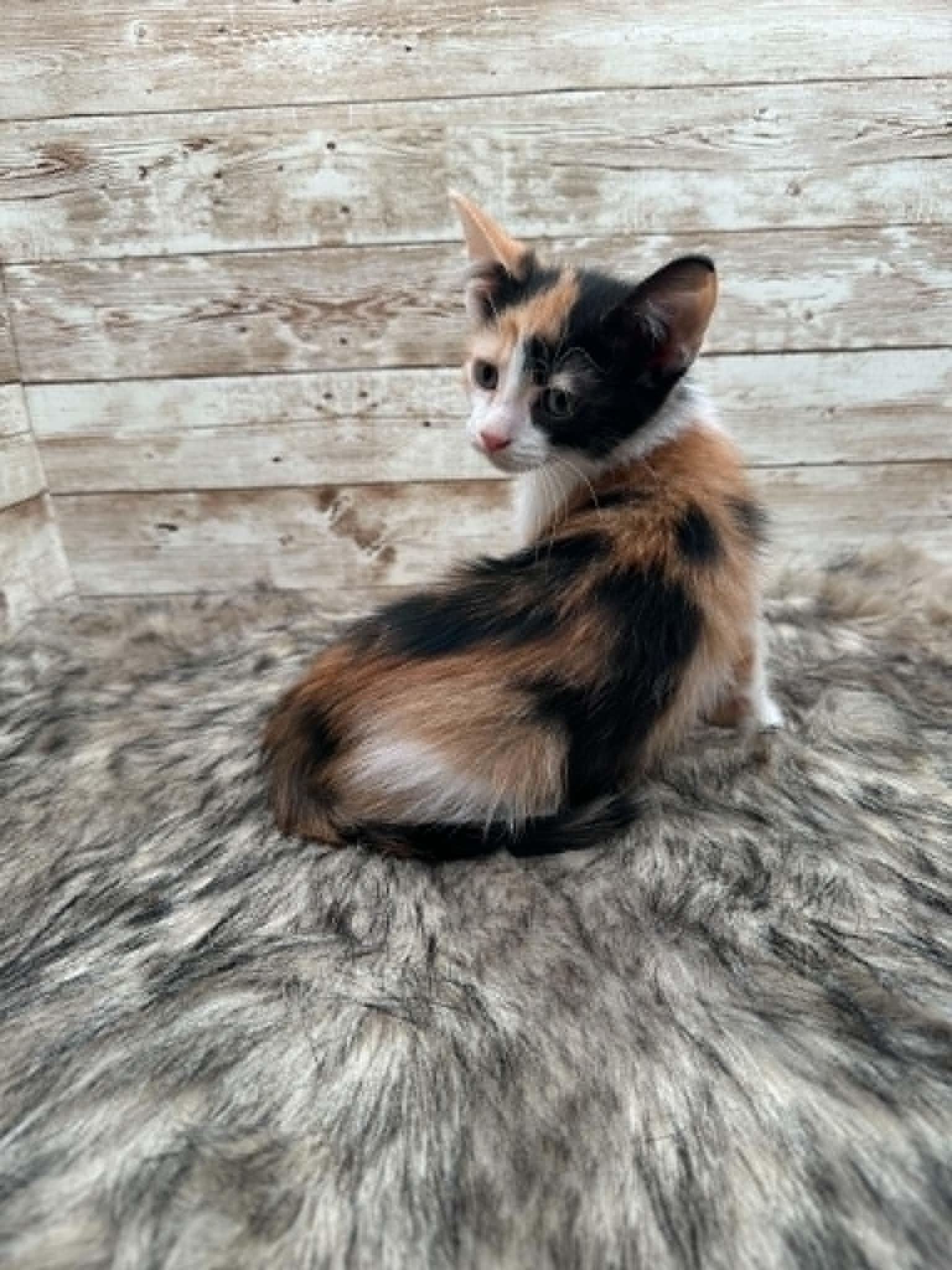 Jan, an adopted Domestic Short Hair in Lexington, KY image 3/3