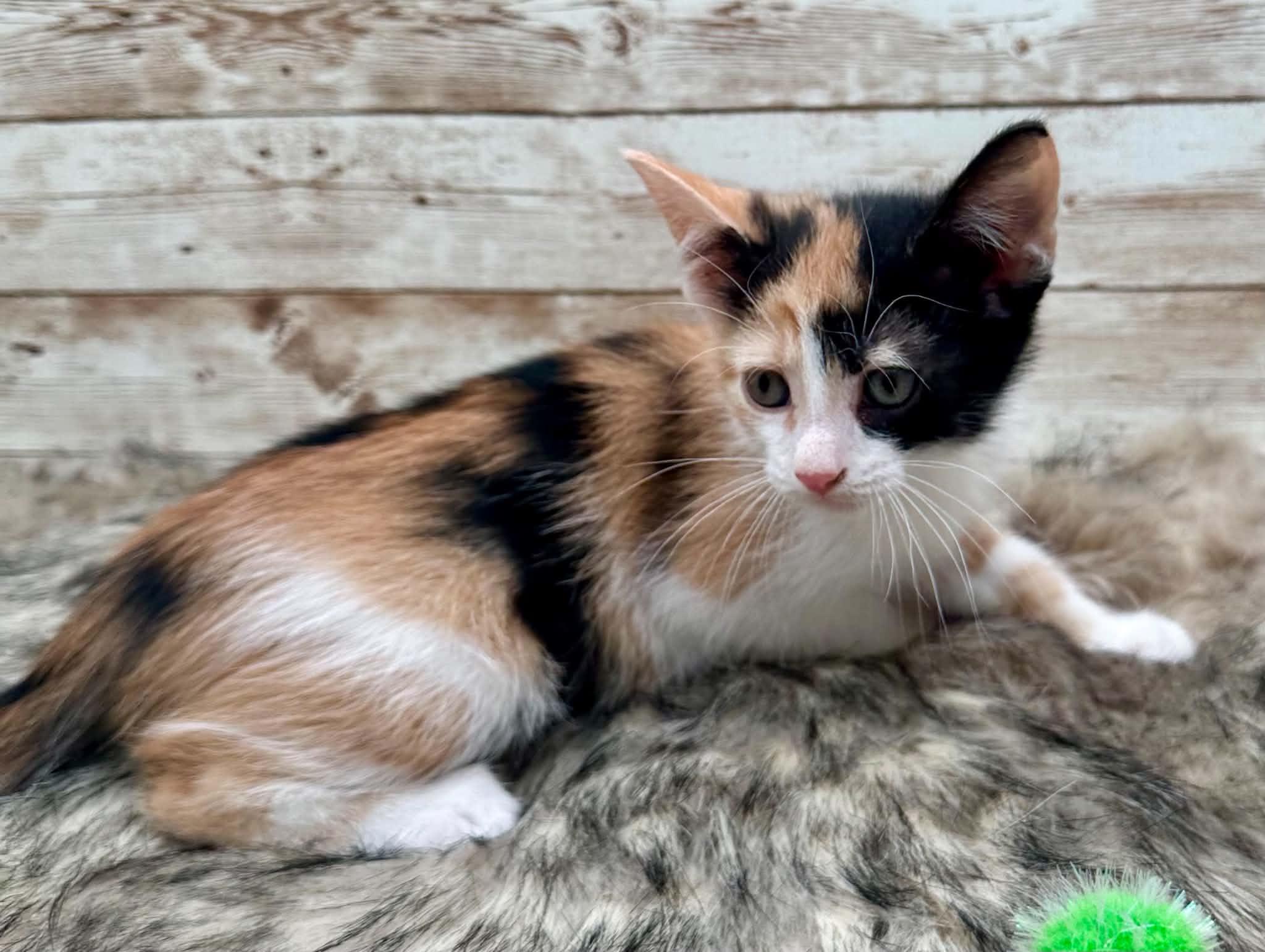 Jan, adopted, Kitten Female Domestic Short Hair.