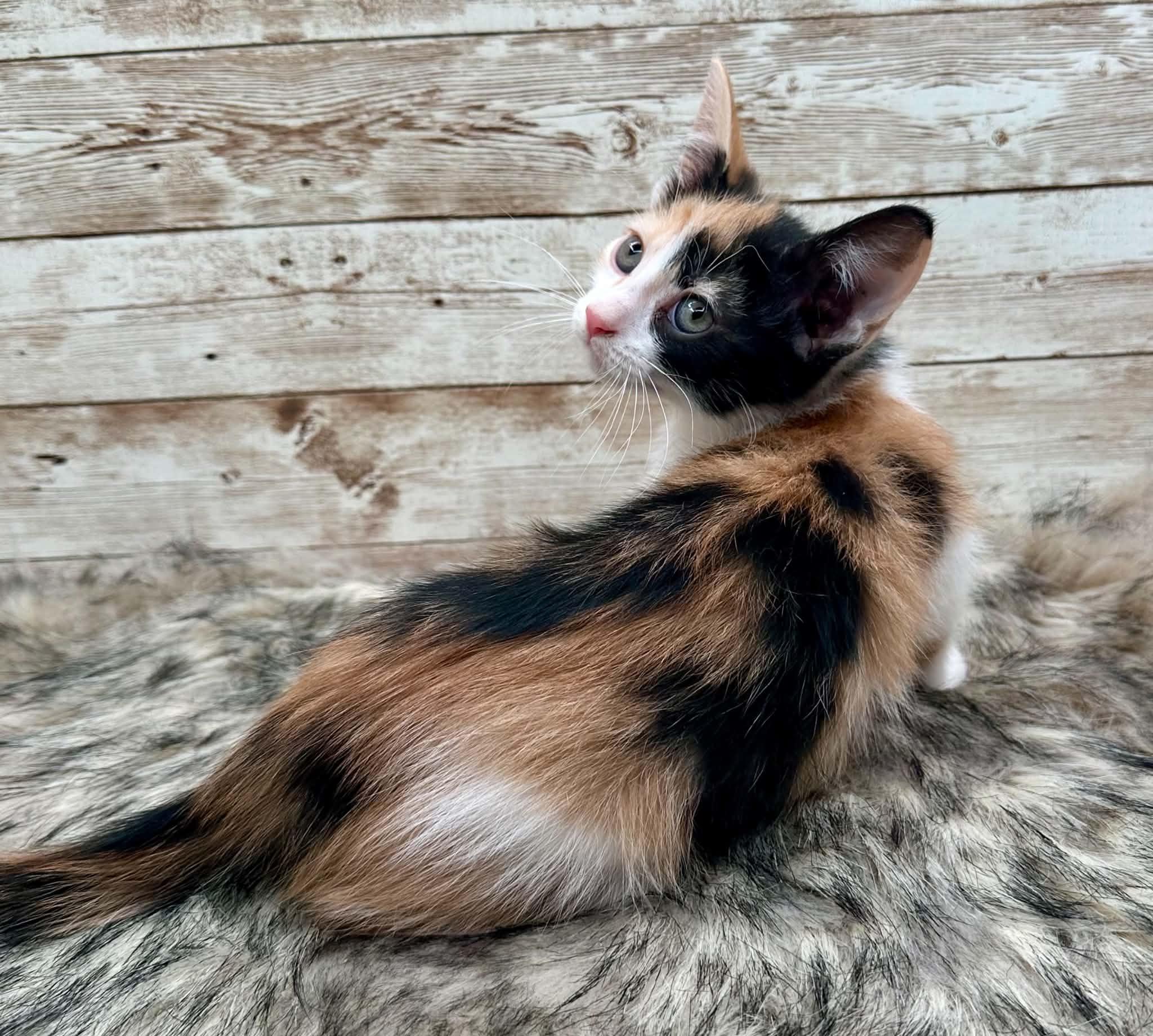 Jan, an adopted Domestic Short Hair in Lexington, KY image 2/3