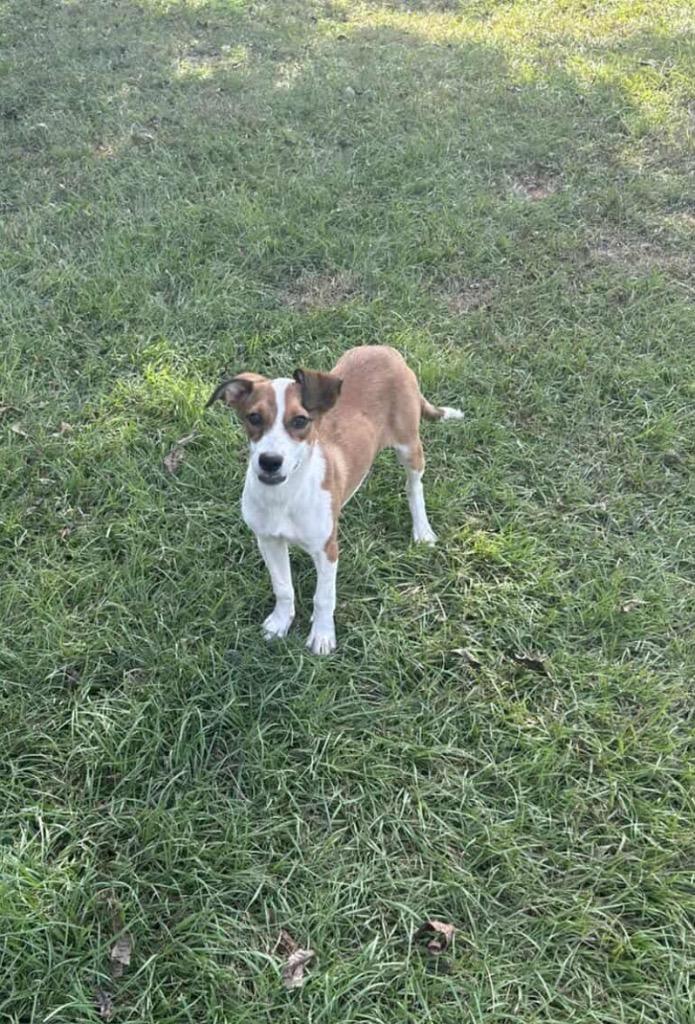 Willa, Adoptable, Young Female Cattle Dog & Mixed Breed.
