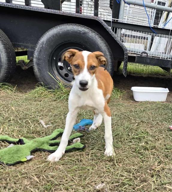 Enlarge Willa, a Adoptable mixed breed in Waynesville, GA image 3/3