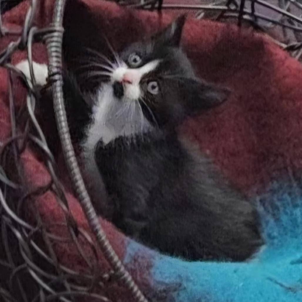 Shroeder, Adoptable, Kitten Male Domestic Short Hair.