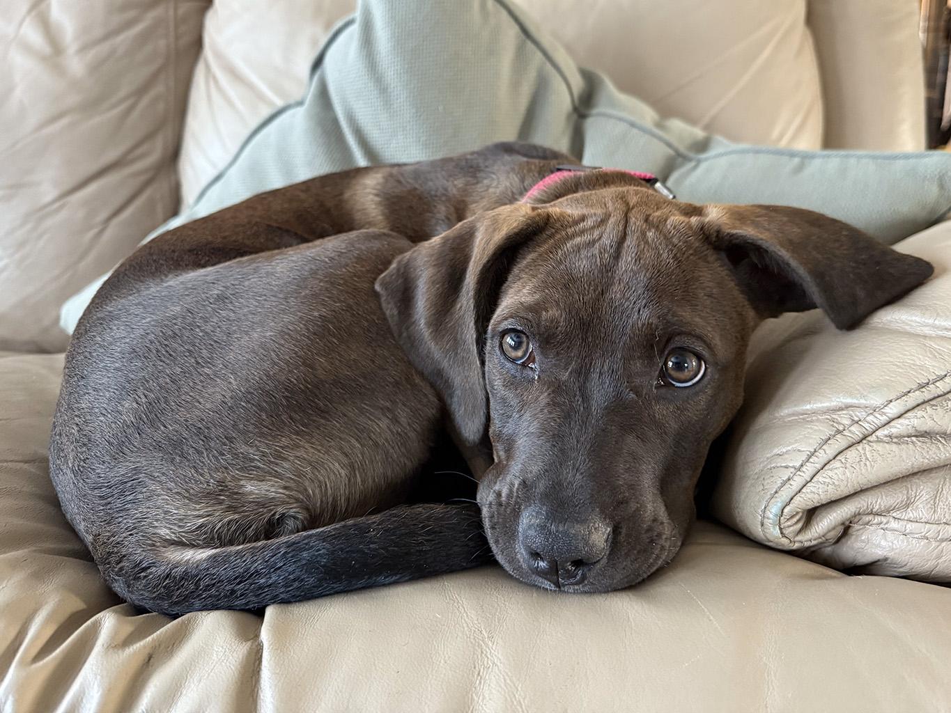 Enlarge Kaleesie, a Adopted mixed breed in Lake Saint Louis, MO image 2/6