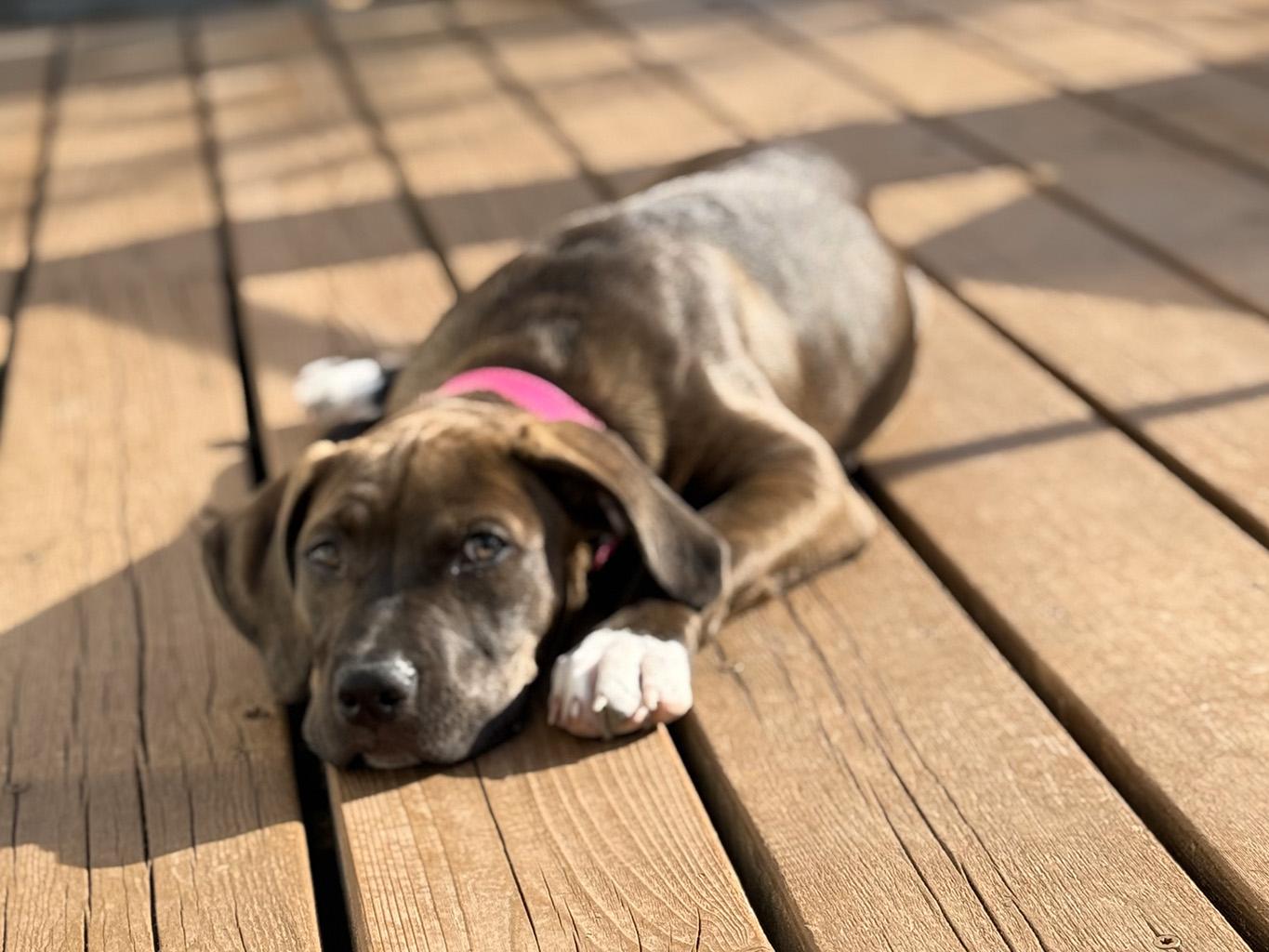 Enlarge Kaleesie, a Adopted mixed breed in Lake Saint Louis, MO image 3/6