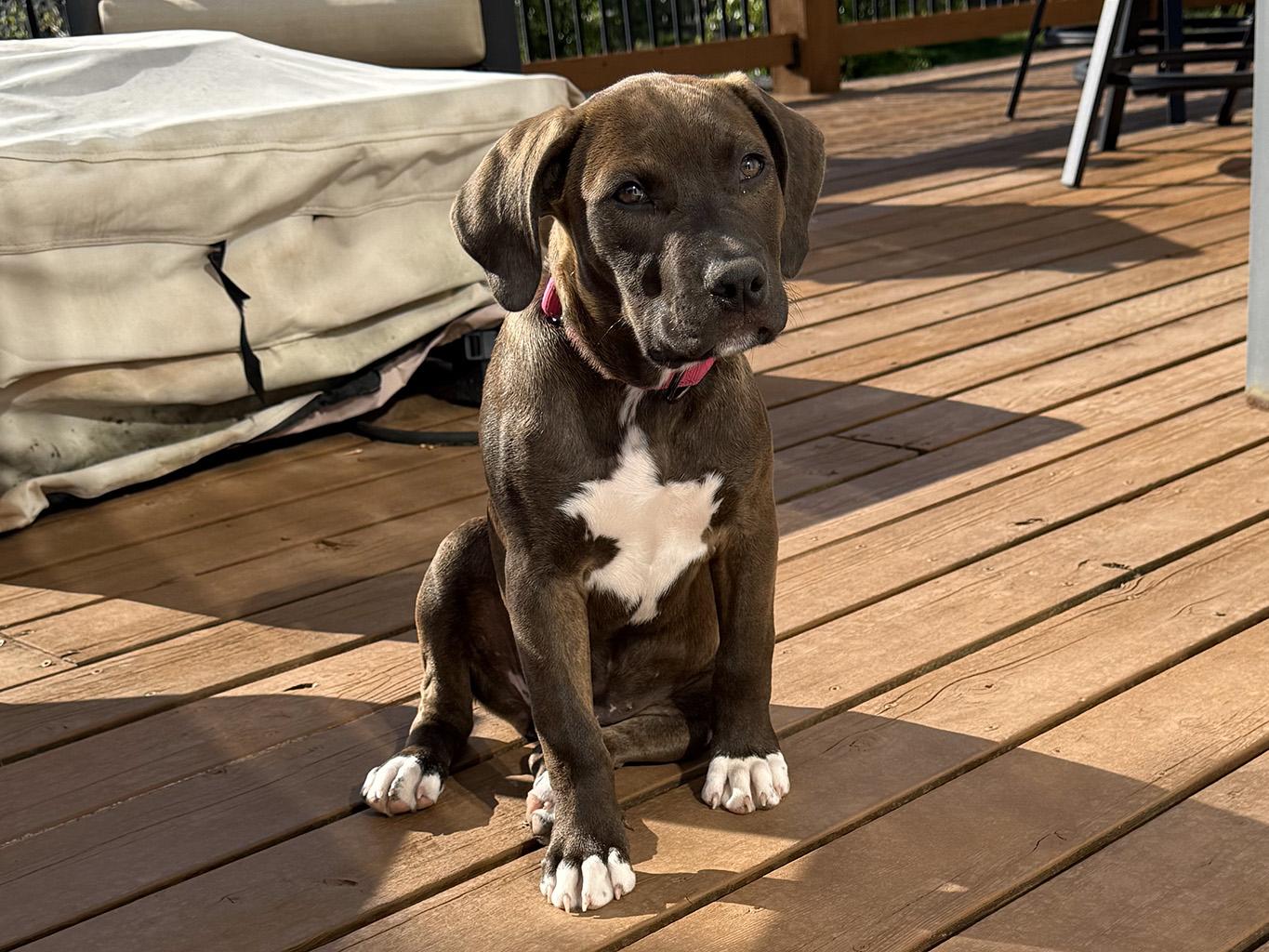 Kaleesie, Adopted, Puppy Female American Staffordshire Terrier.