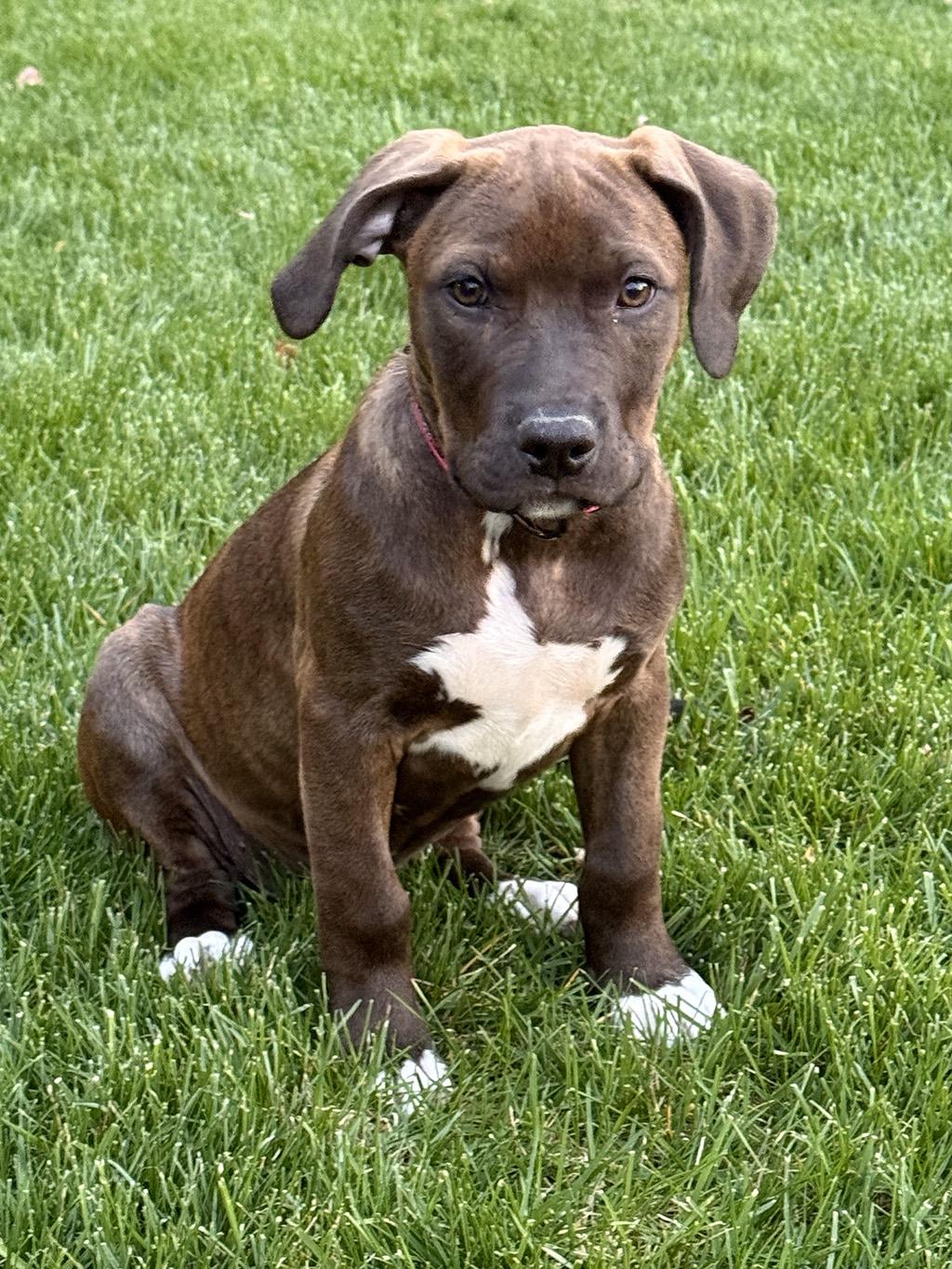 Enlarge Kaleesie, a Adopted mixed breed in Lake Saint Louis, MO image 5/6