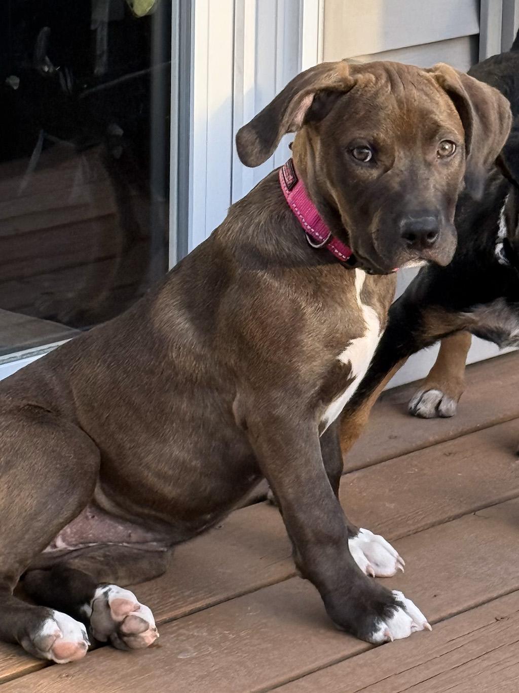 Enlarge Kaleesie, a Adopted mixed breed in Lake Saint Louis, MO image 6/6